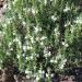 Winter Savory Flowering Plants