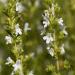 Winter Savory Herbs