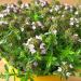 Perennial Winter Savory