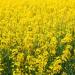 Yellow Mustard Field