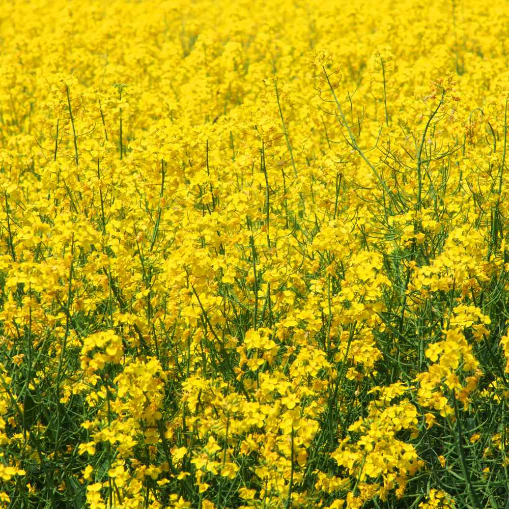 Mustard Flowers Information and Facts