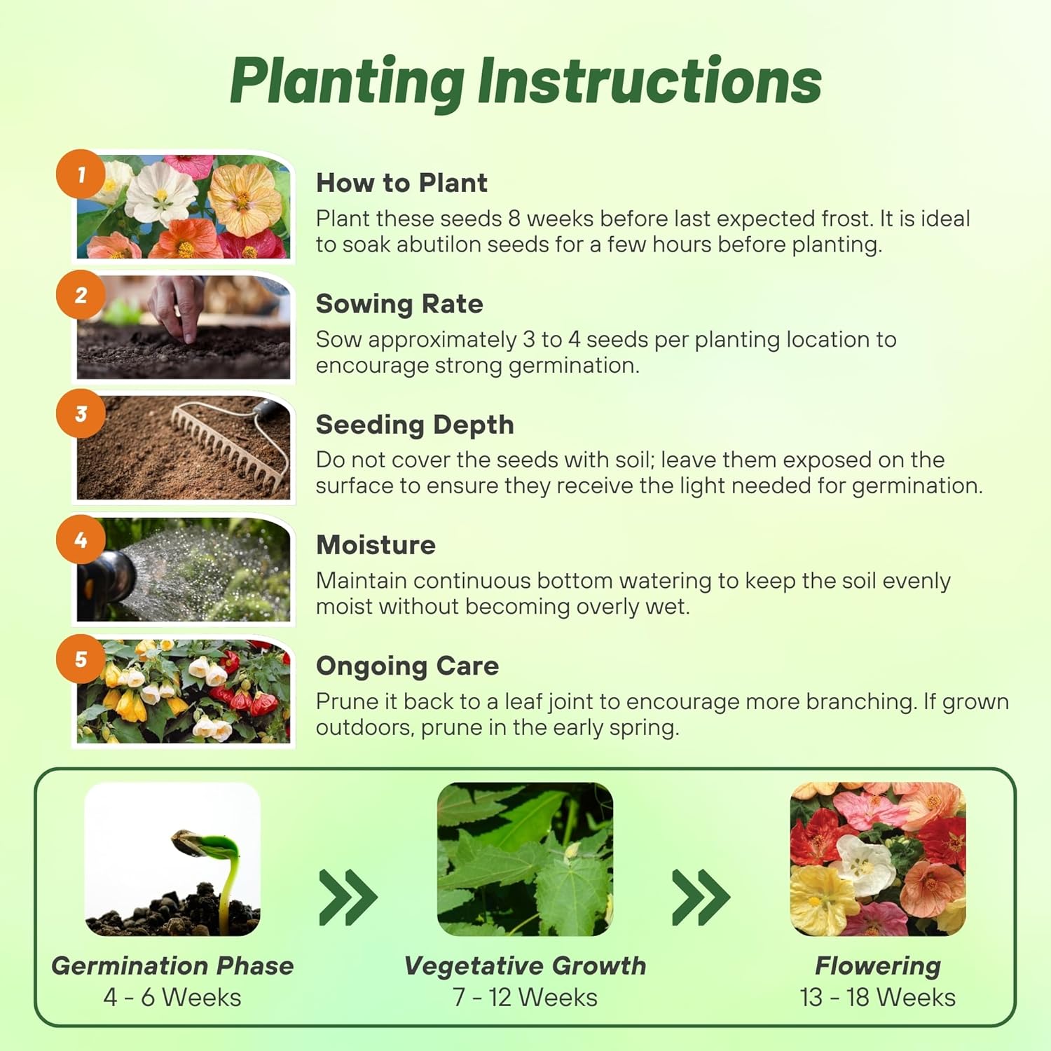 Abutilon Planting Directions