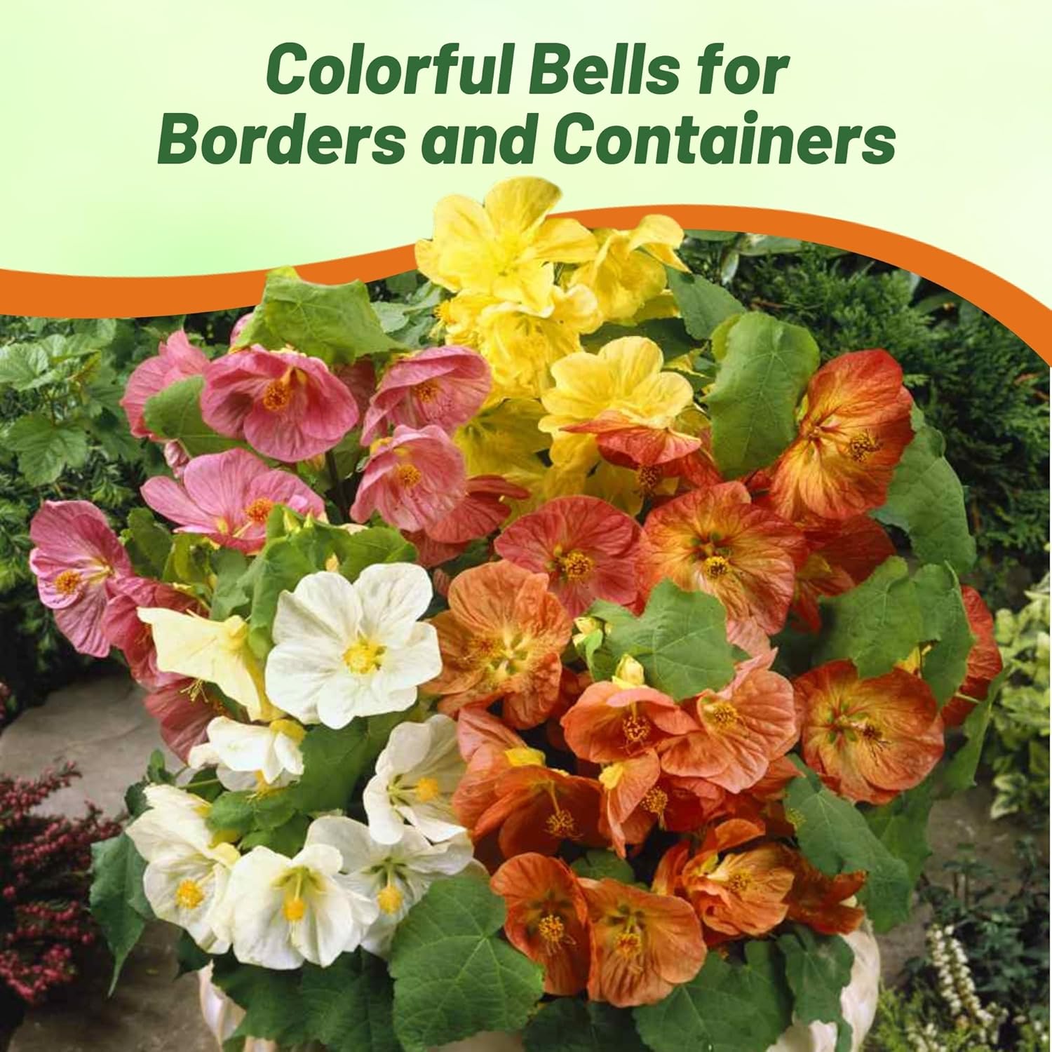Abutilon Flower Container Plant