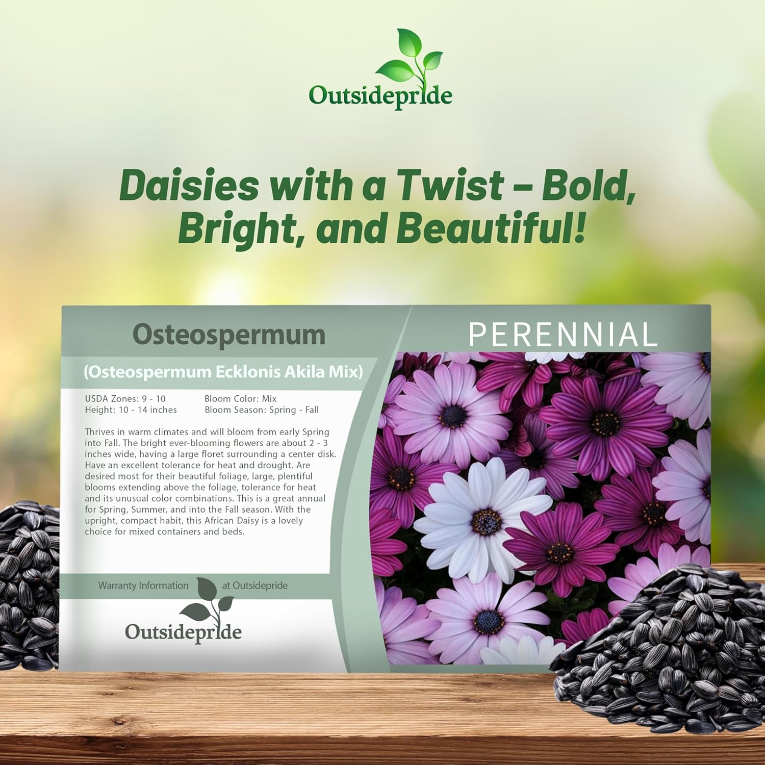 Osteospermum Akila Flower Seed Packet