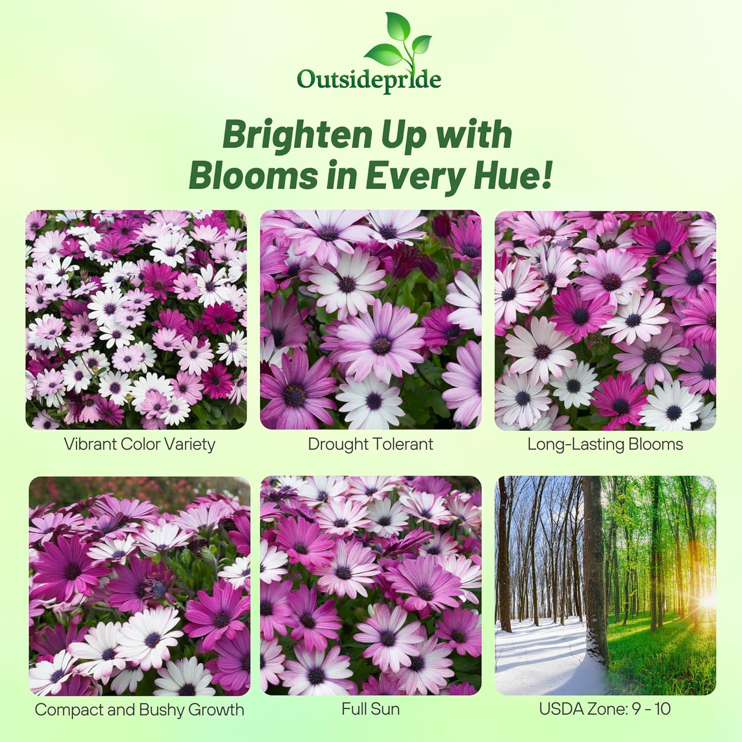 AFrican Daisy Akila Garden Seed Mix