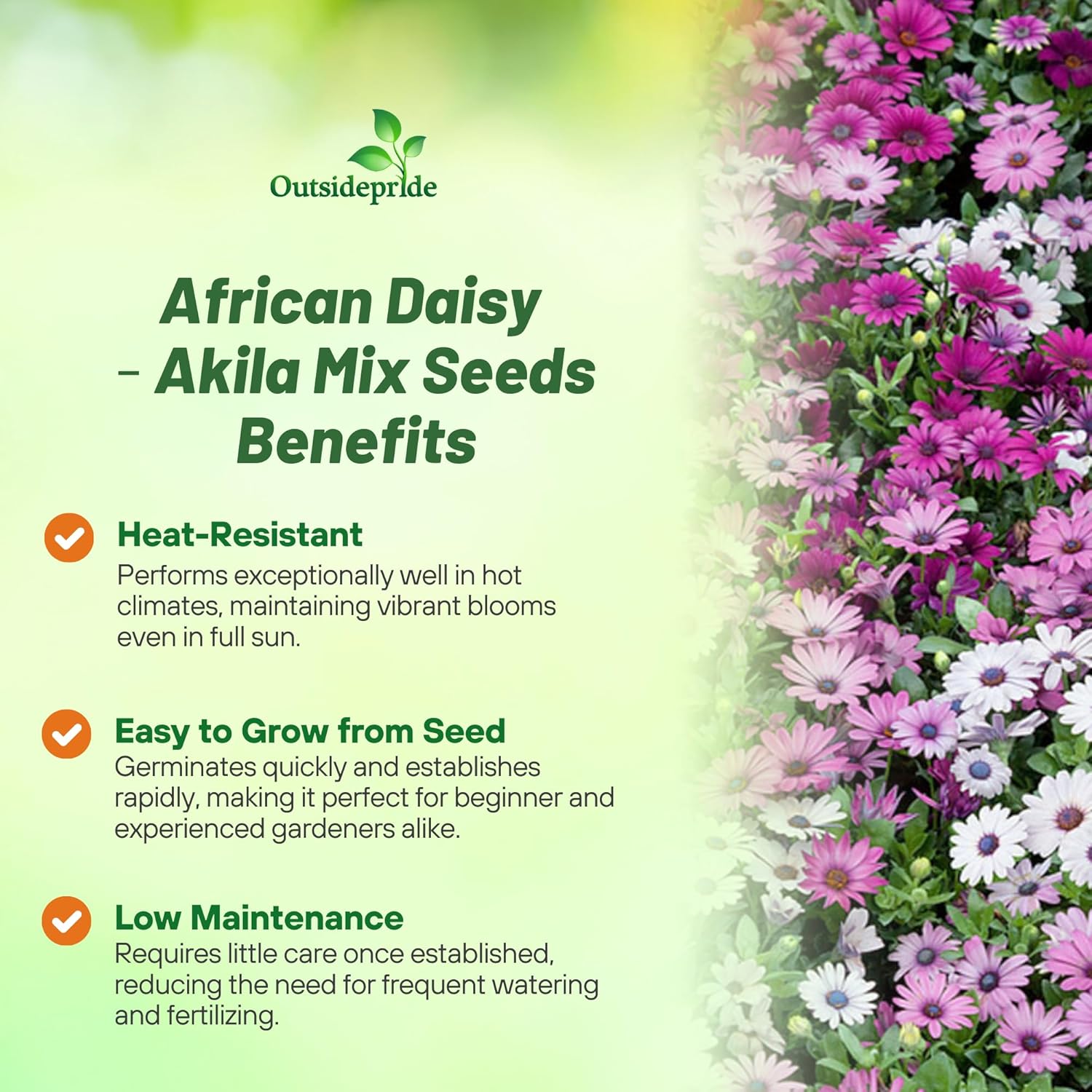 Osteospermum Akila Seed Mixture