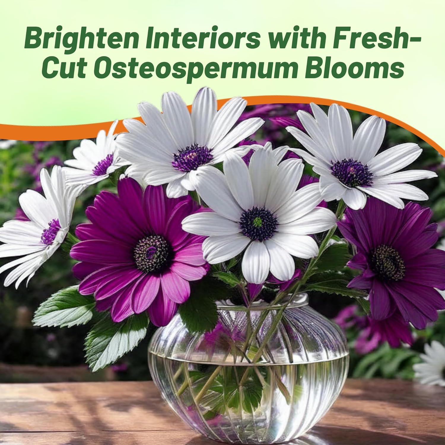 Osteospermum Akila Flower Seed Mixture