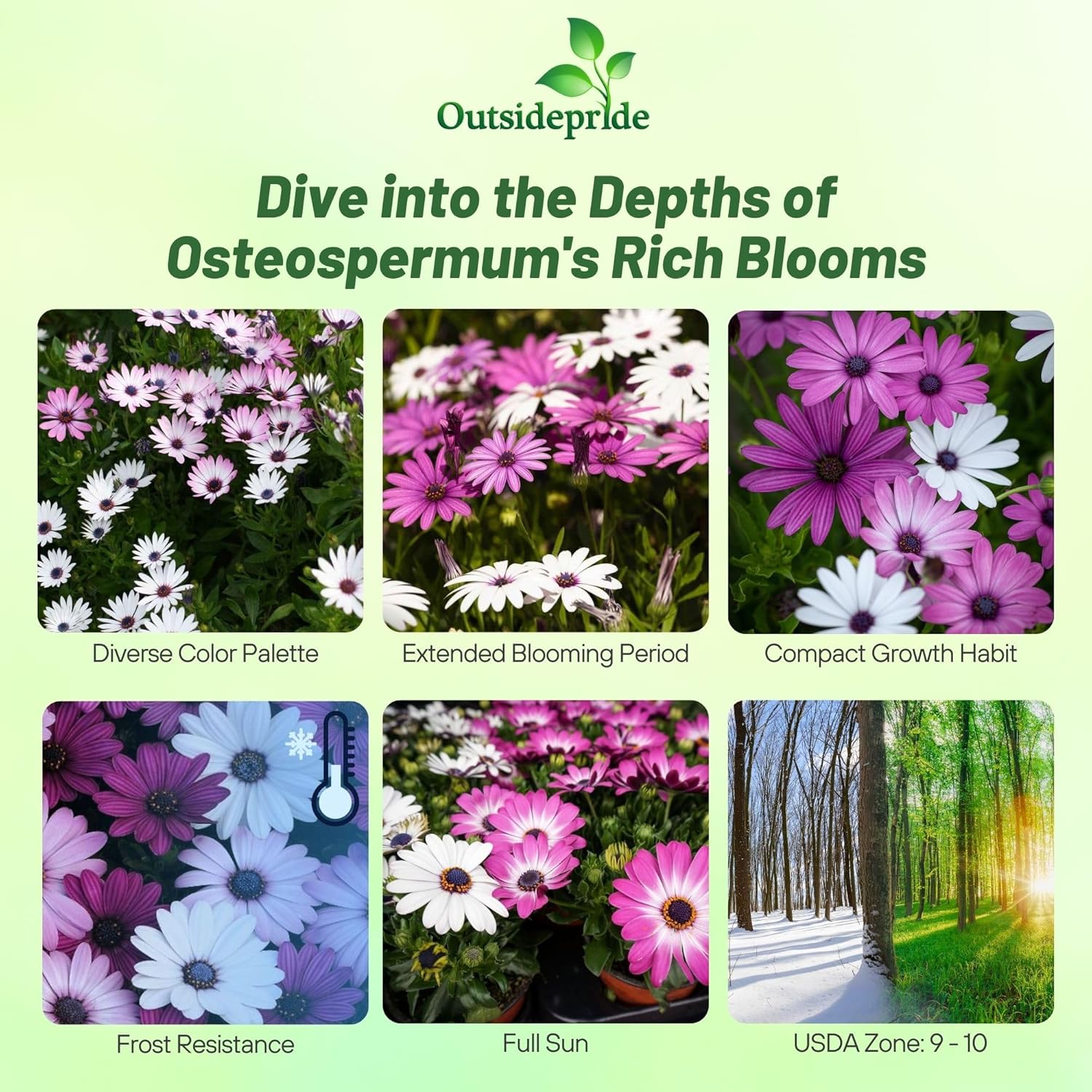 Osteospermum Ecklonis Seed Mixture