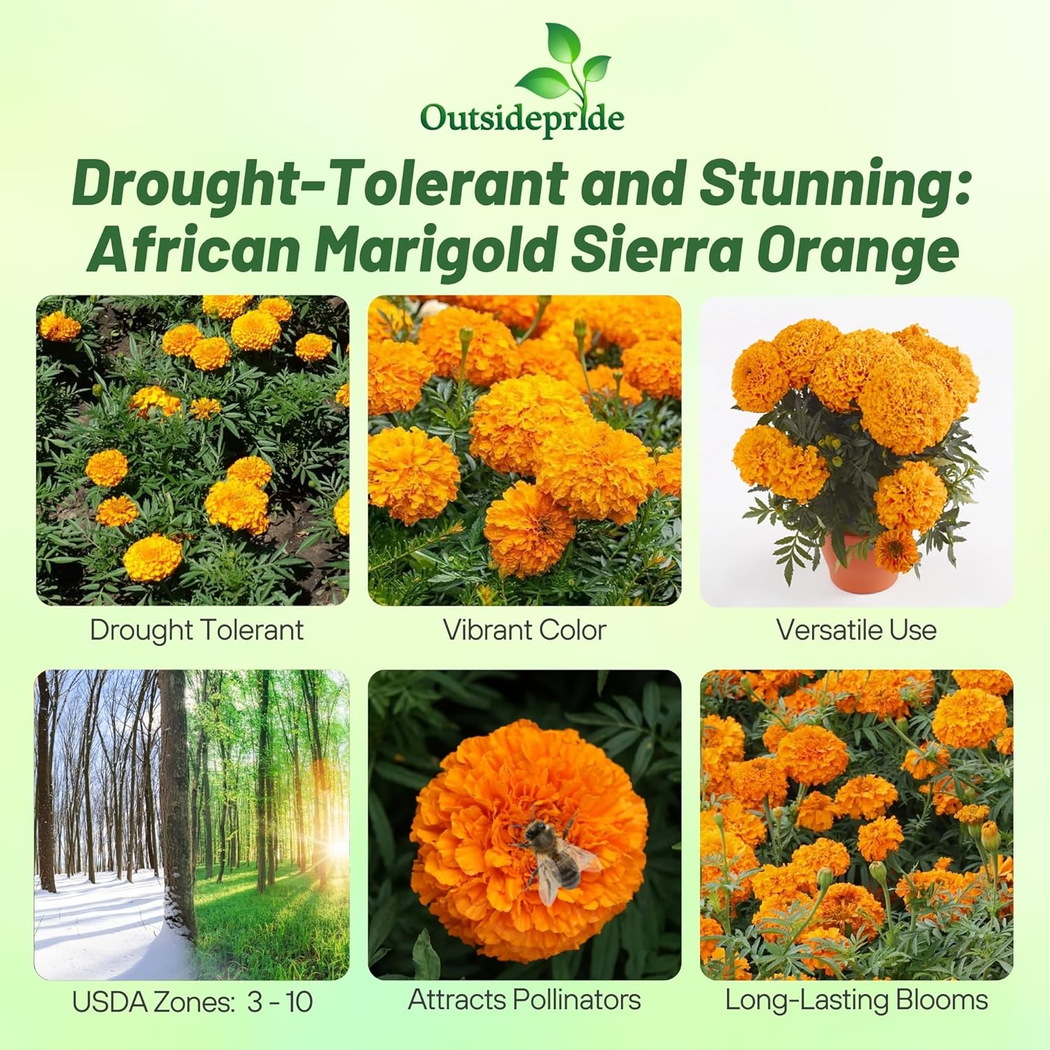 Tagetes Erecta Tall Sierra Orange Flowers