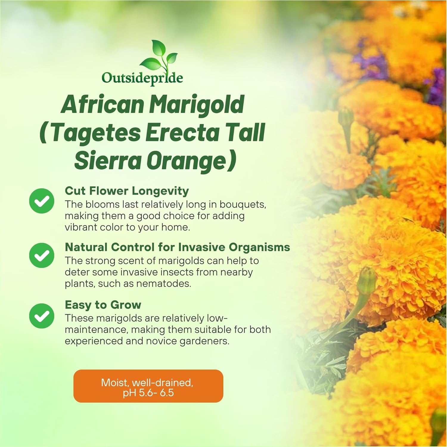 Tagetes Erecta Tall Sierra Orange