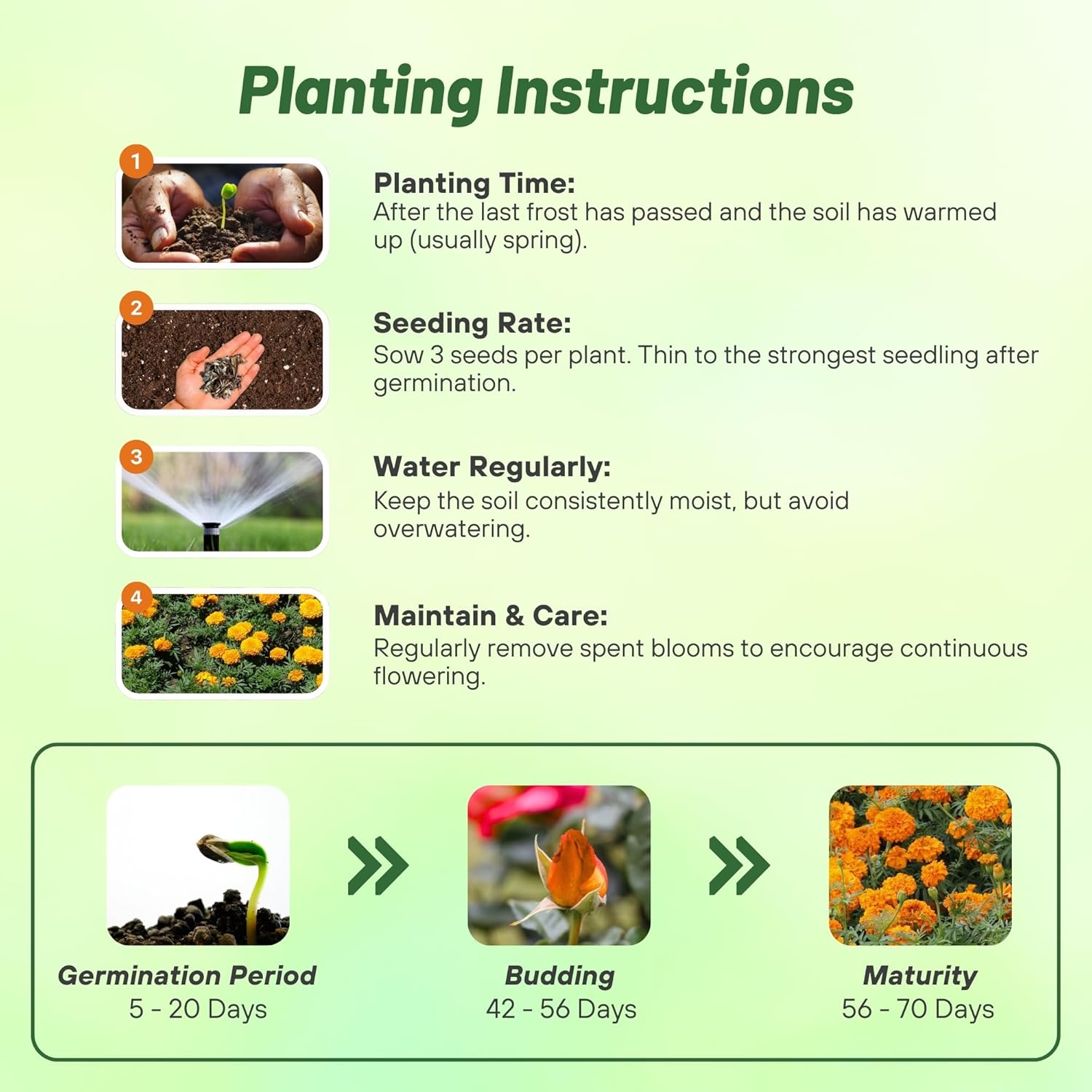African Marigold Orange Planting Directions