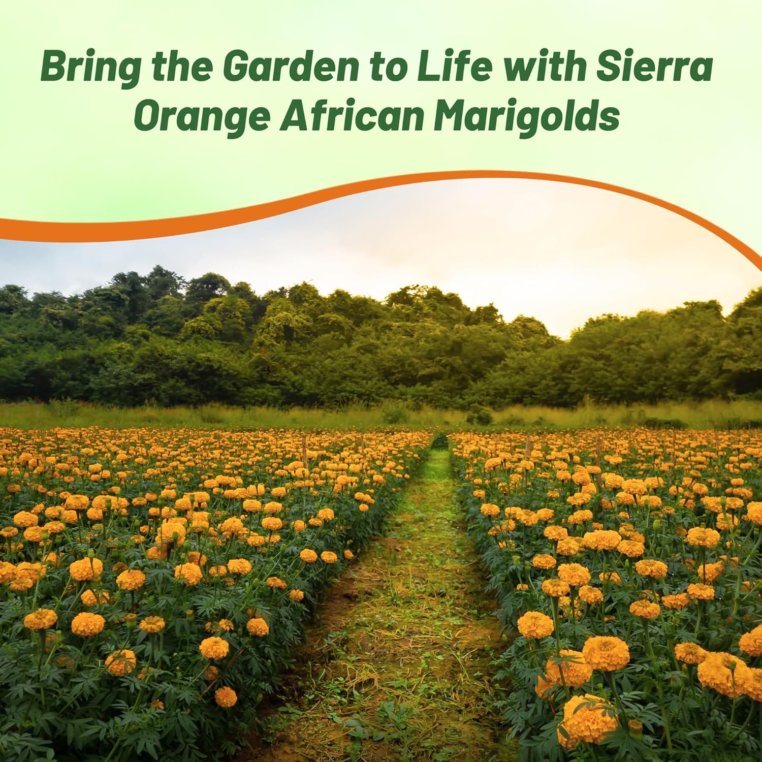 African Marigold Orange Container Flowers