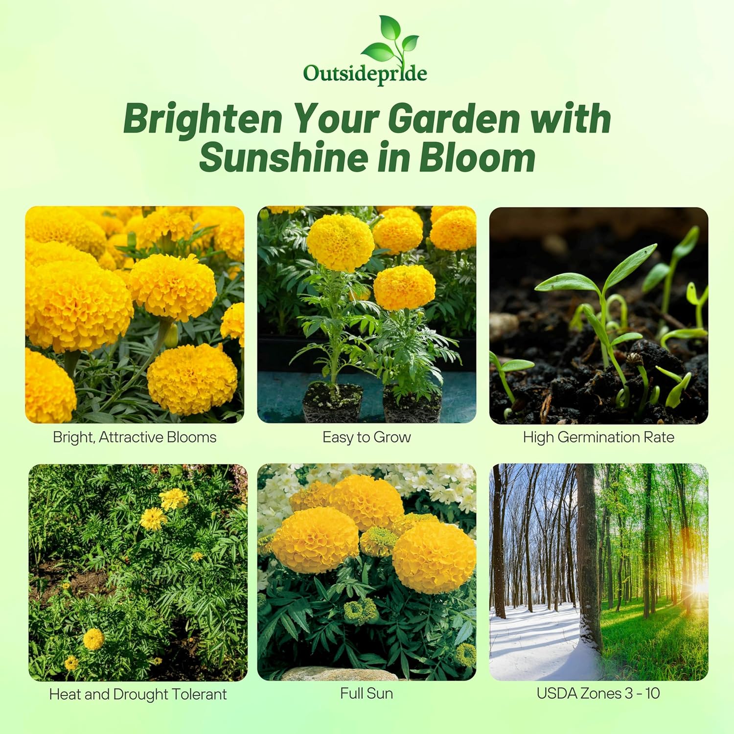 Tagetes Erecta Yellow Flowers