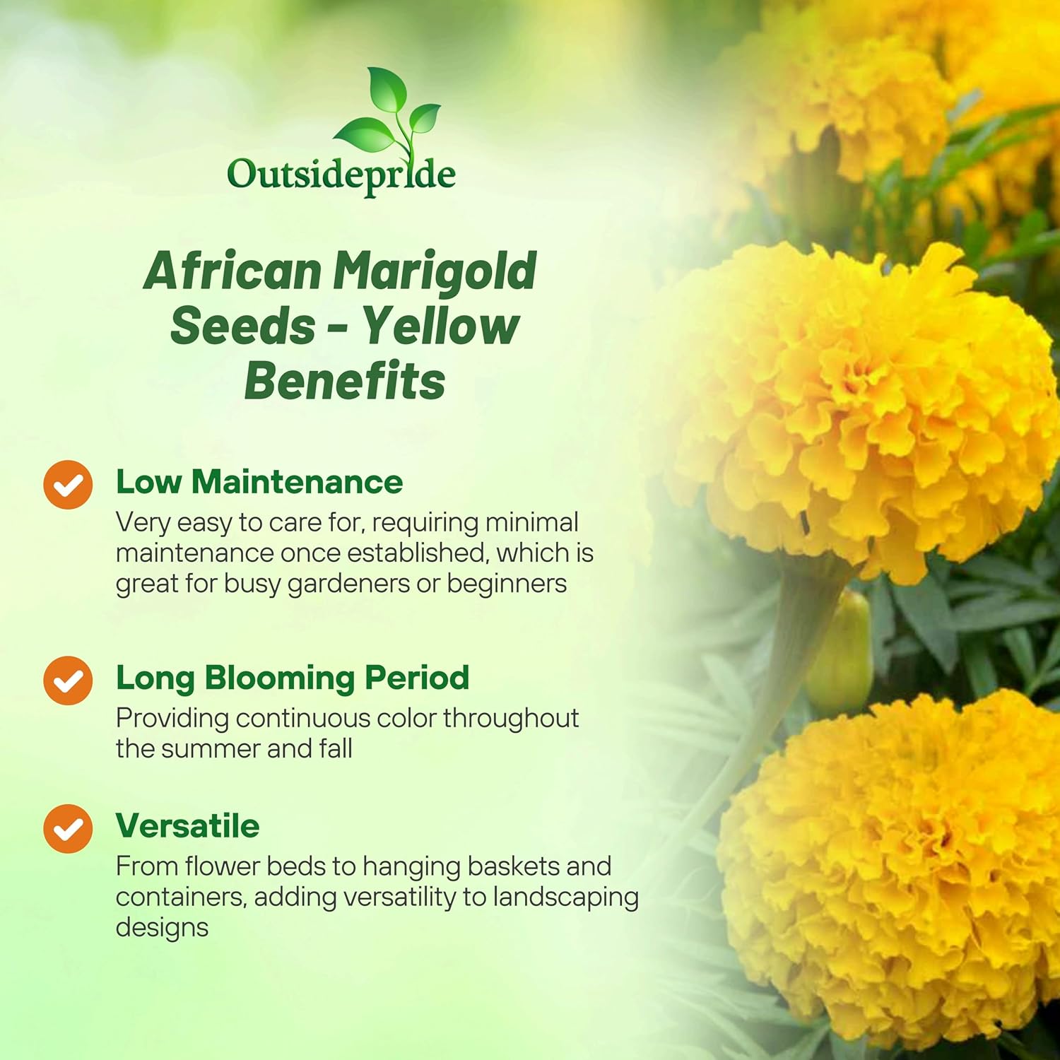 Tagetes Erecta Tall Sierra Yellow