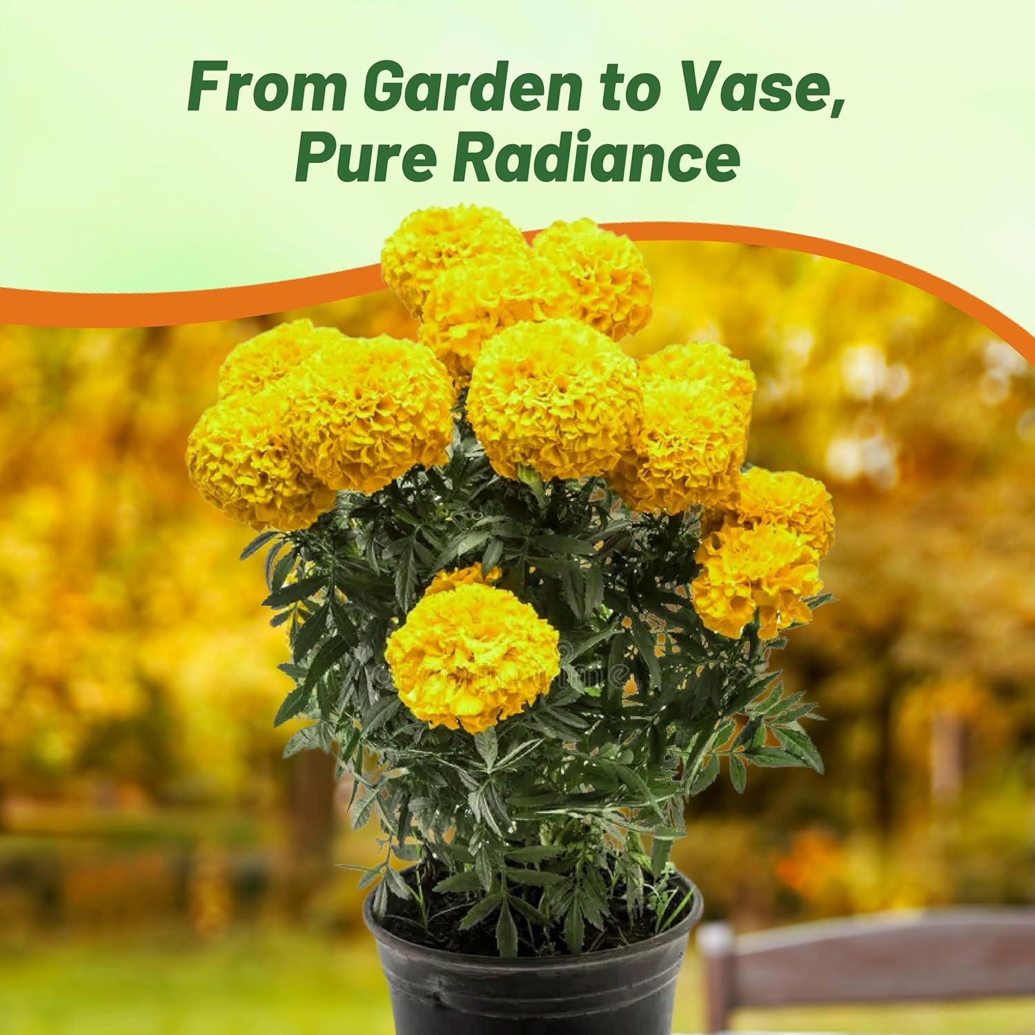 AFrican Marigold Yellow Flowers