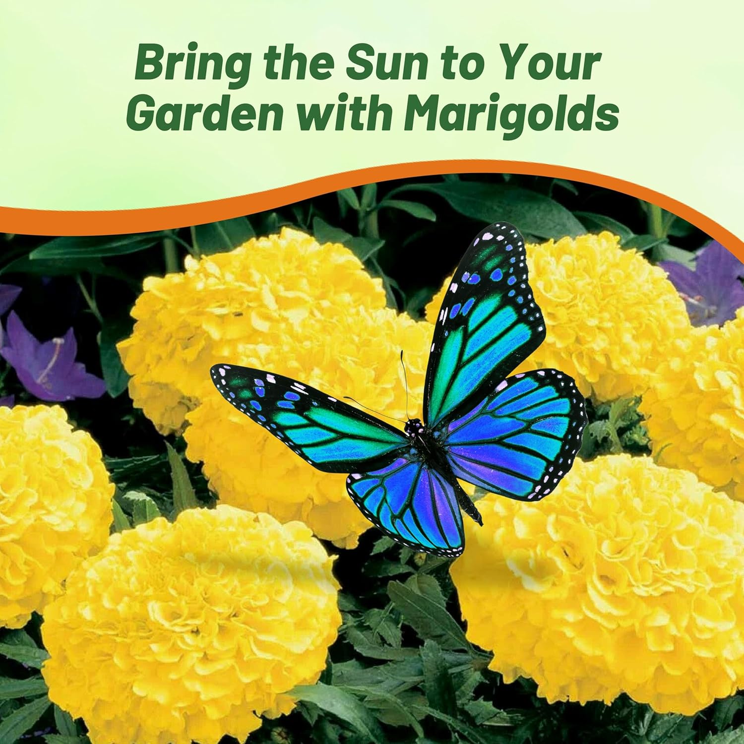 African Marigold Yellow Flowers Flower Vase