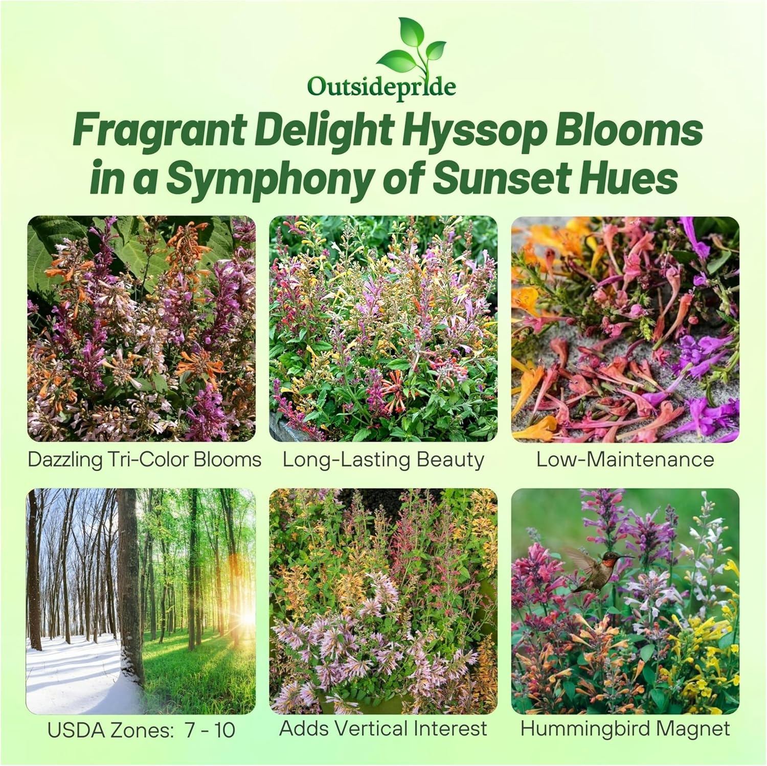 Agastache Fragrant Delight Flower Seed Mix