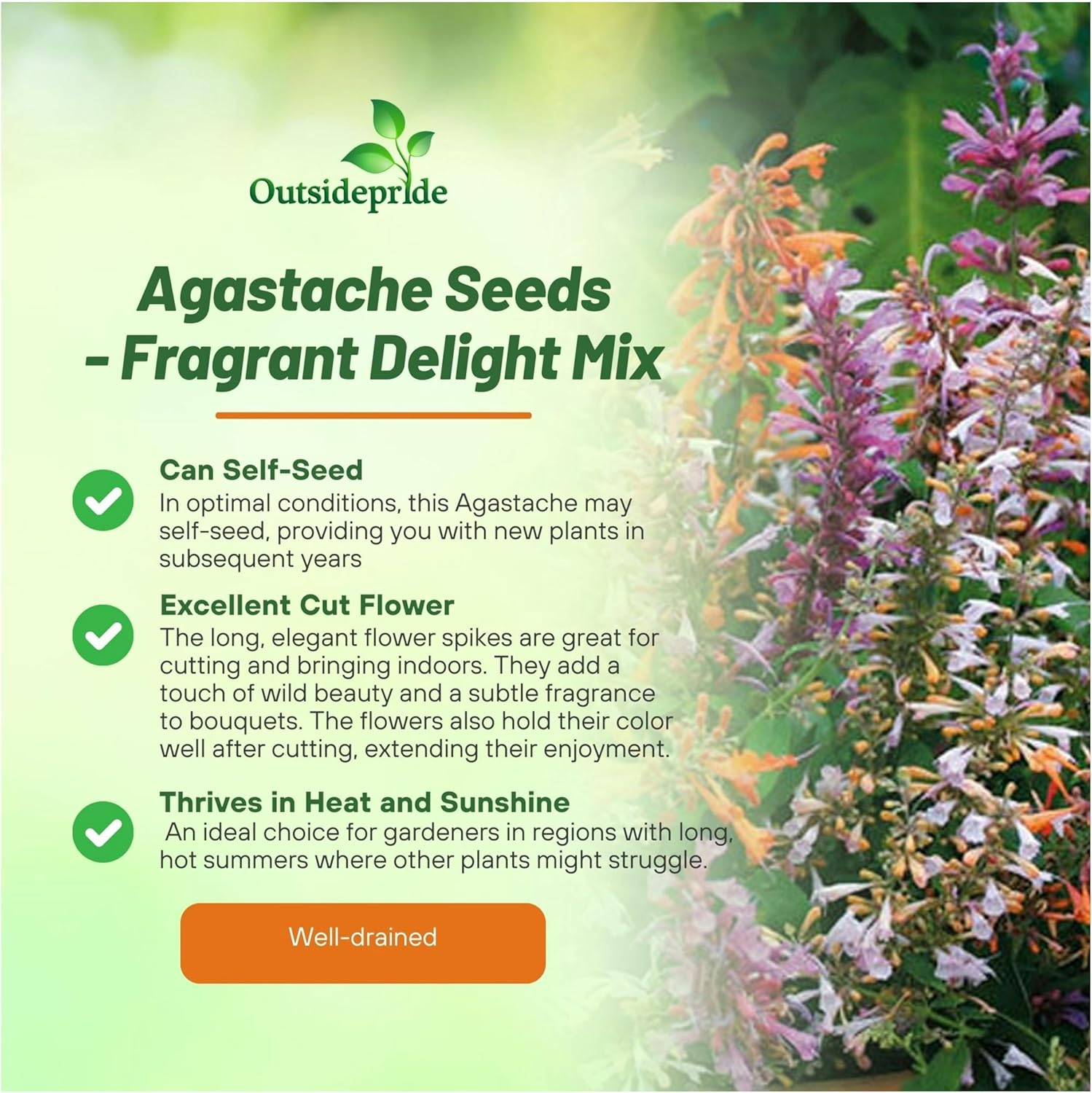 Agastache Fragrant Delight Flowering Plants