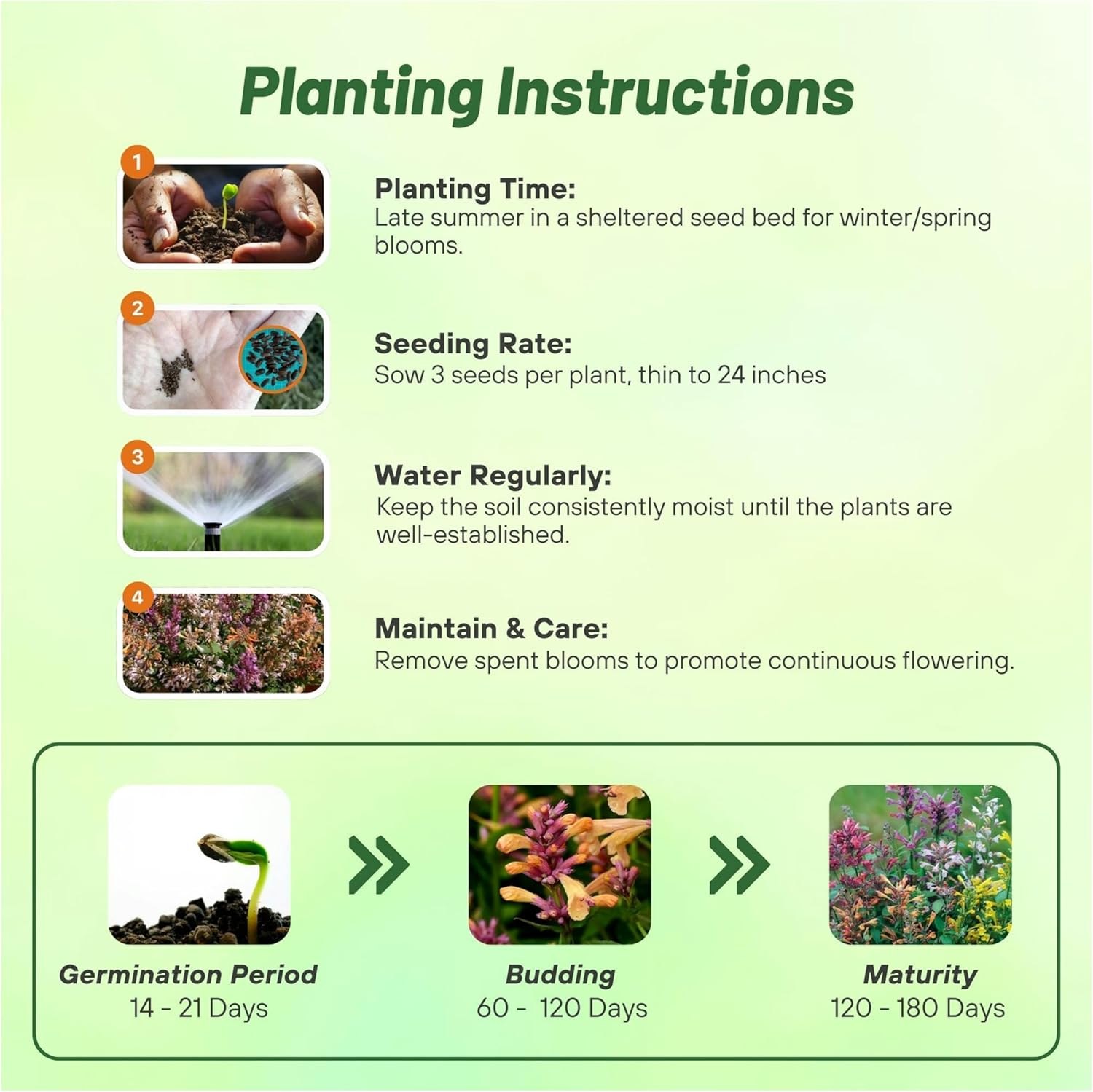 Agastache Fragrant Delight Planting Directions