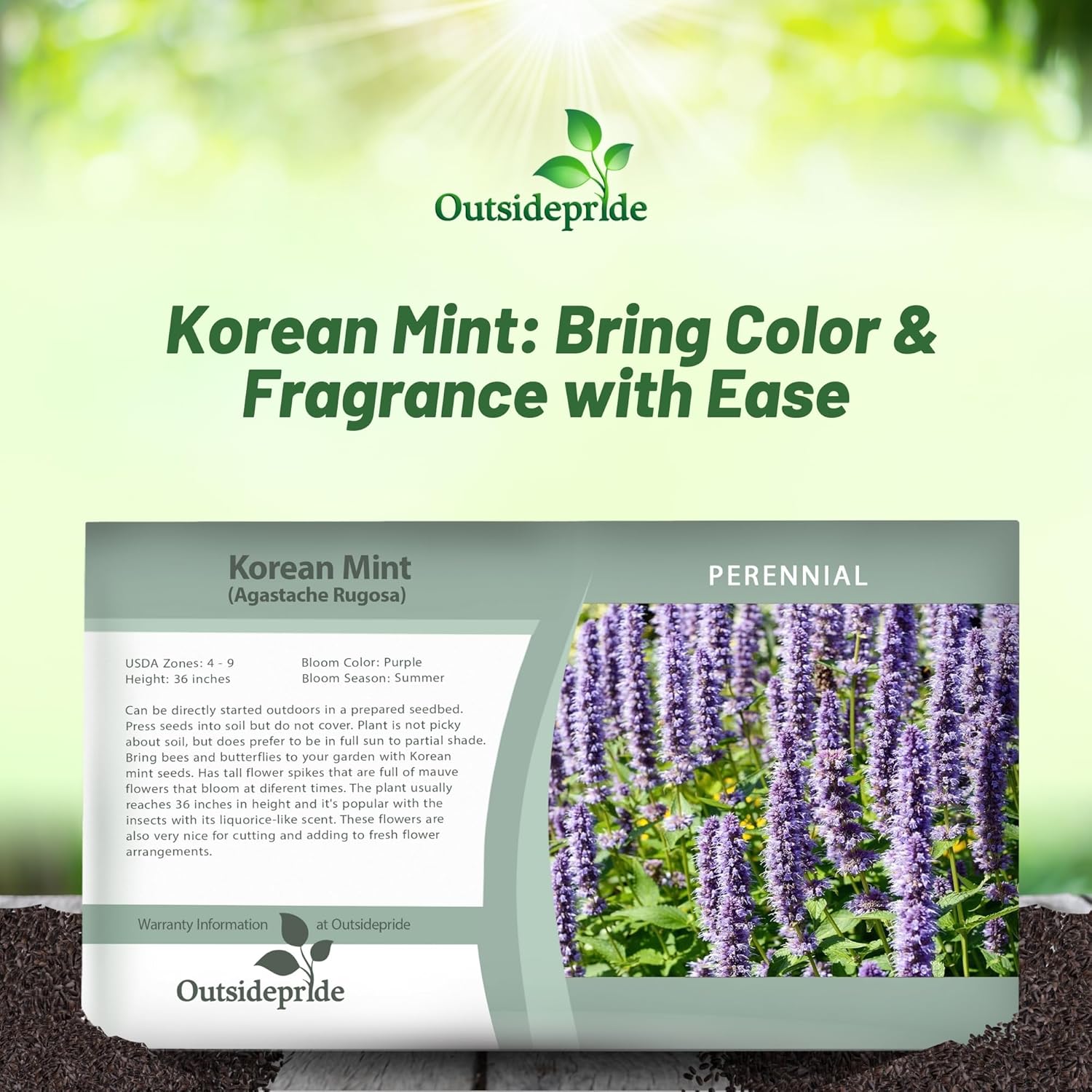 Agastache Rugosa Seed Packet For Planting