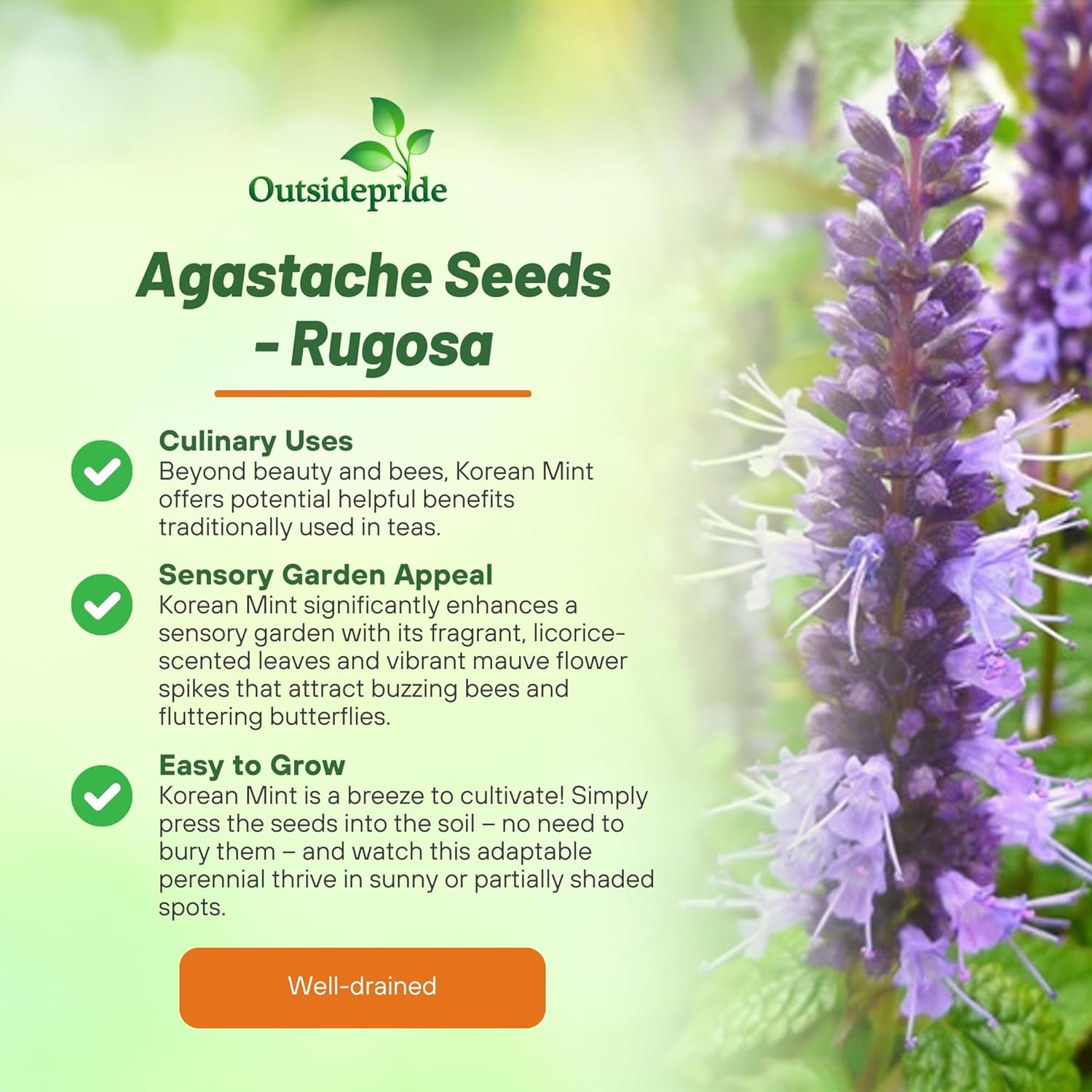 Agastache Rugosa Koreant Mint Herbs