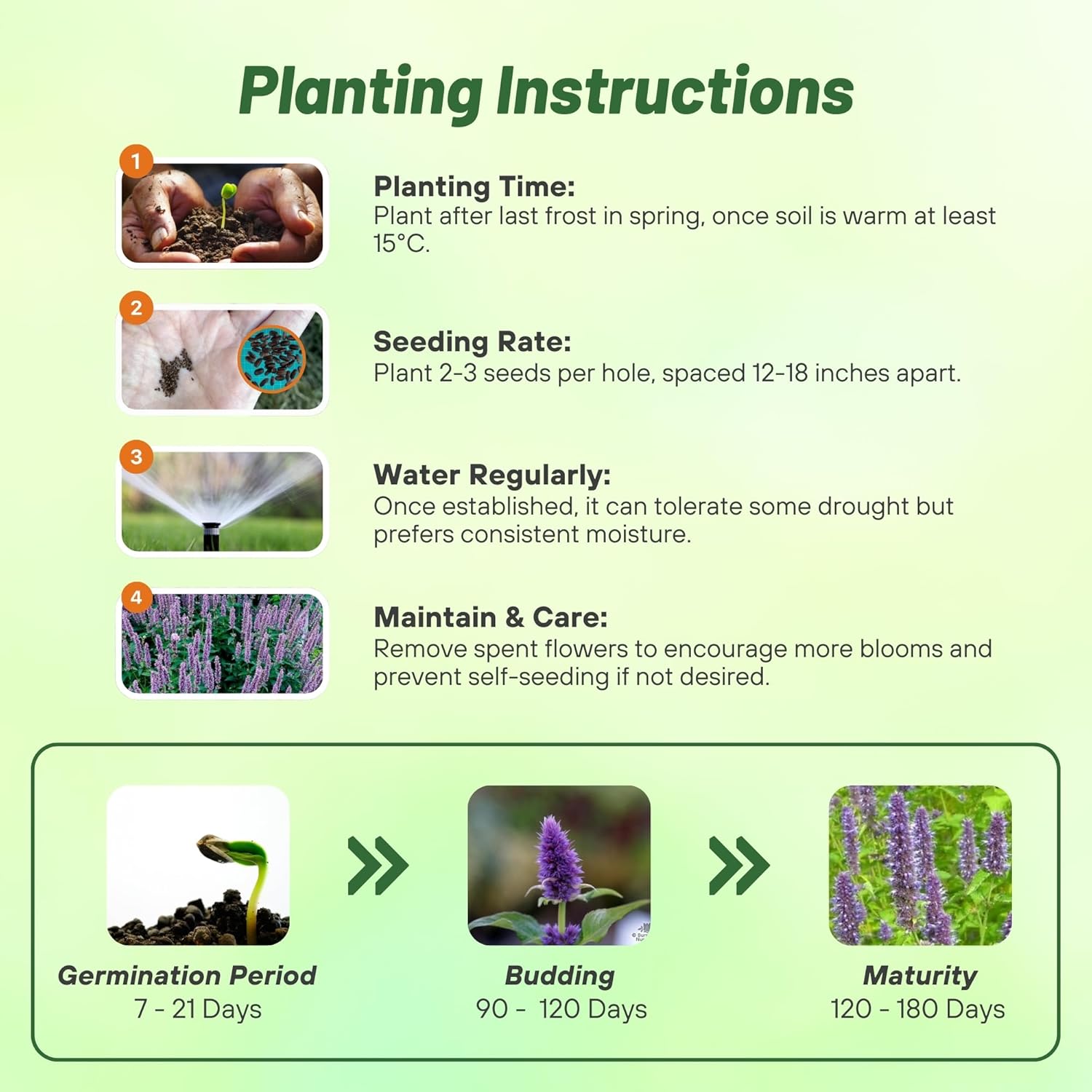 Agastache Rugosa Planting Directions