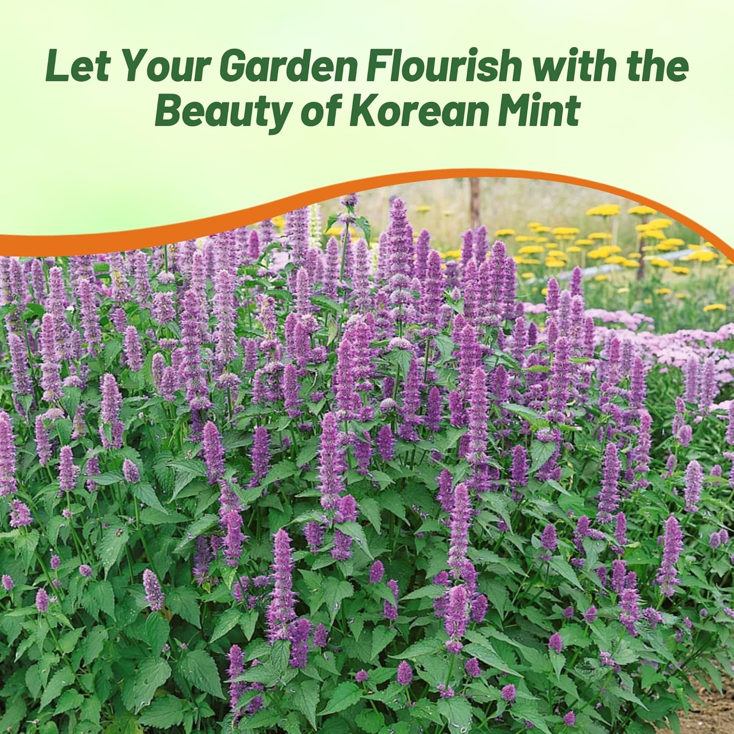 Agastache Rugosa Pollinating Herbs For Bees & Butterflies