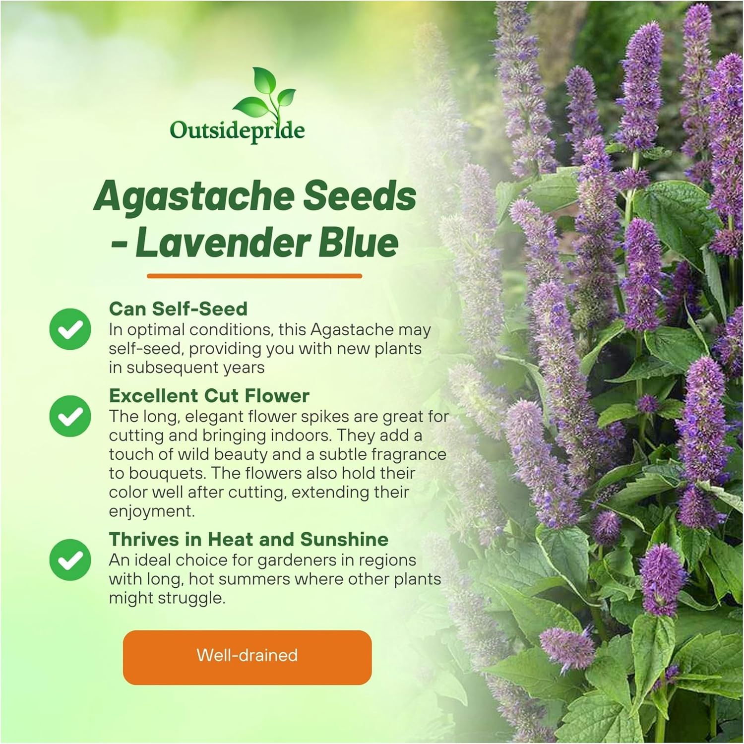 Agastache Lavender Blue Mexican Hyssop