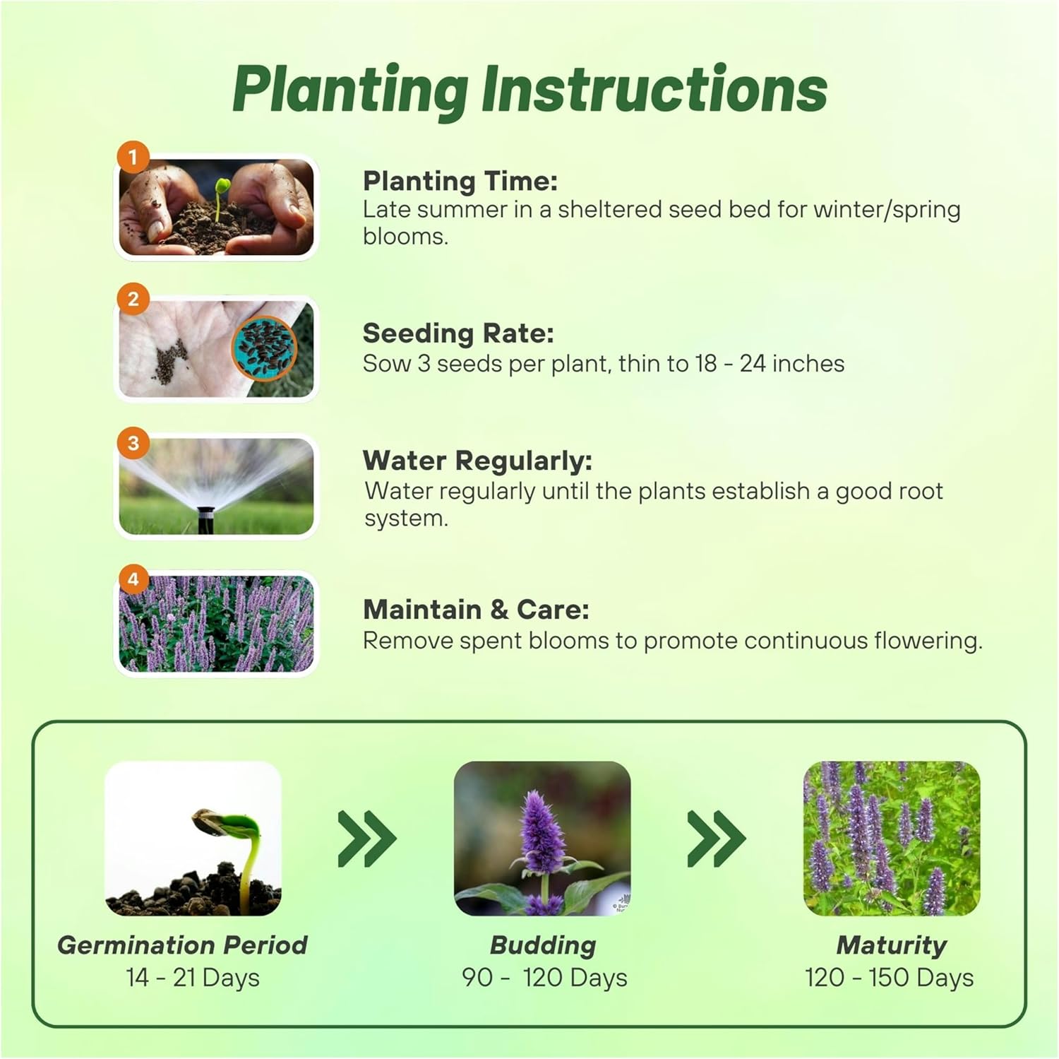 Agastache Lavender Blue Planting Directions