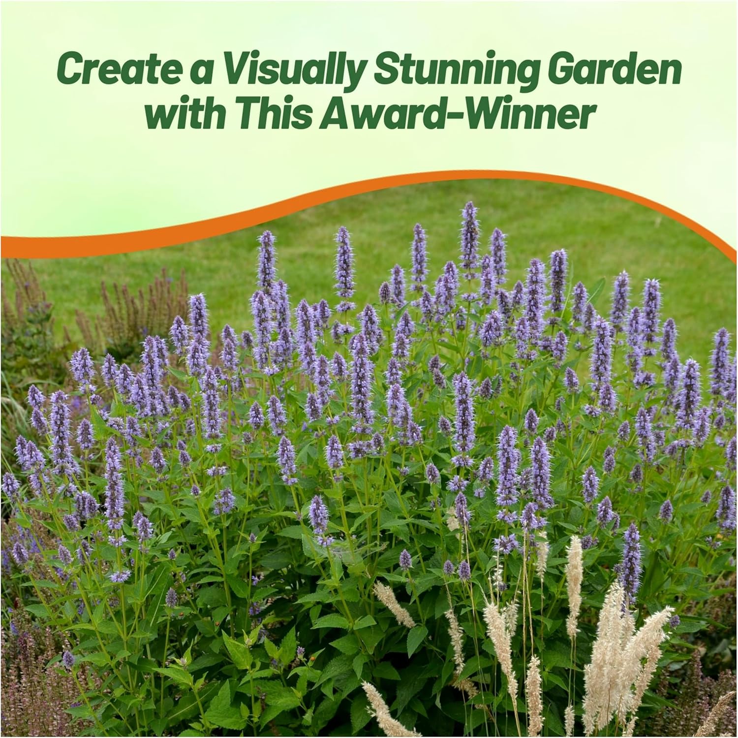 Agastache Lavender Blue Hyssop Pollinating Flowers