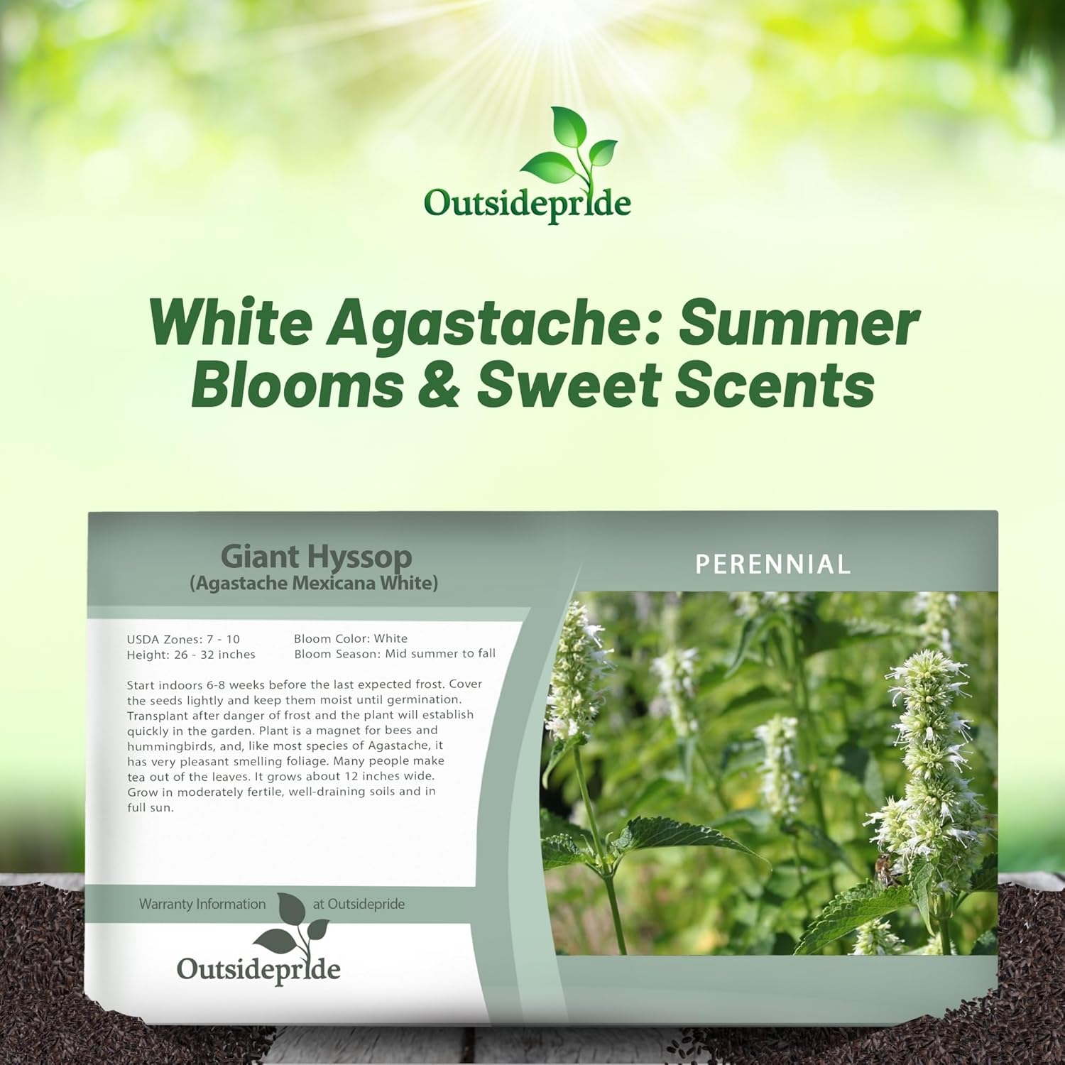 Agastache White Seed Packet For Planting