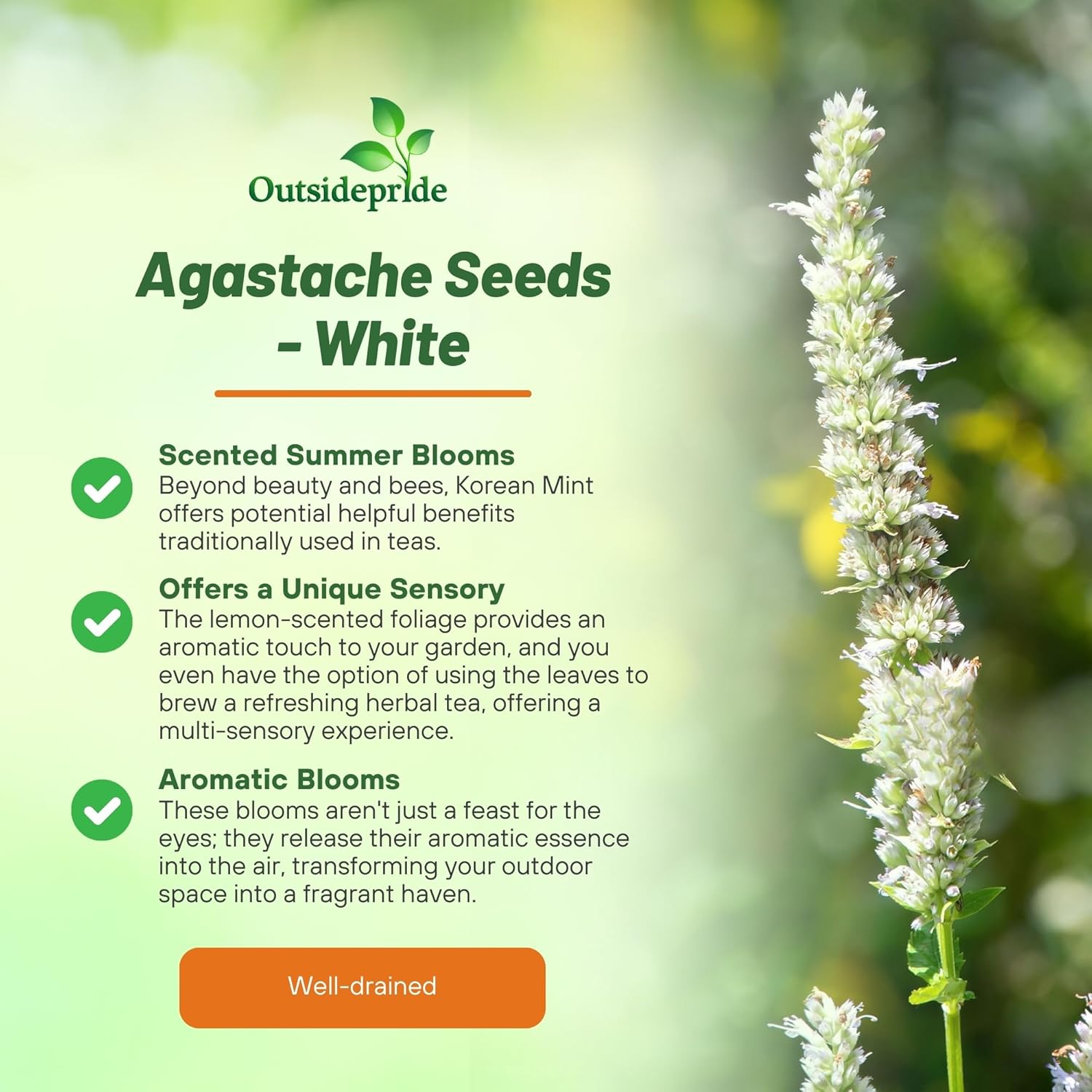 Agastache White Giant Mexican Hyssop