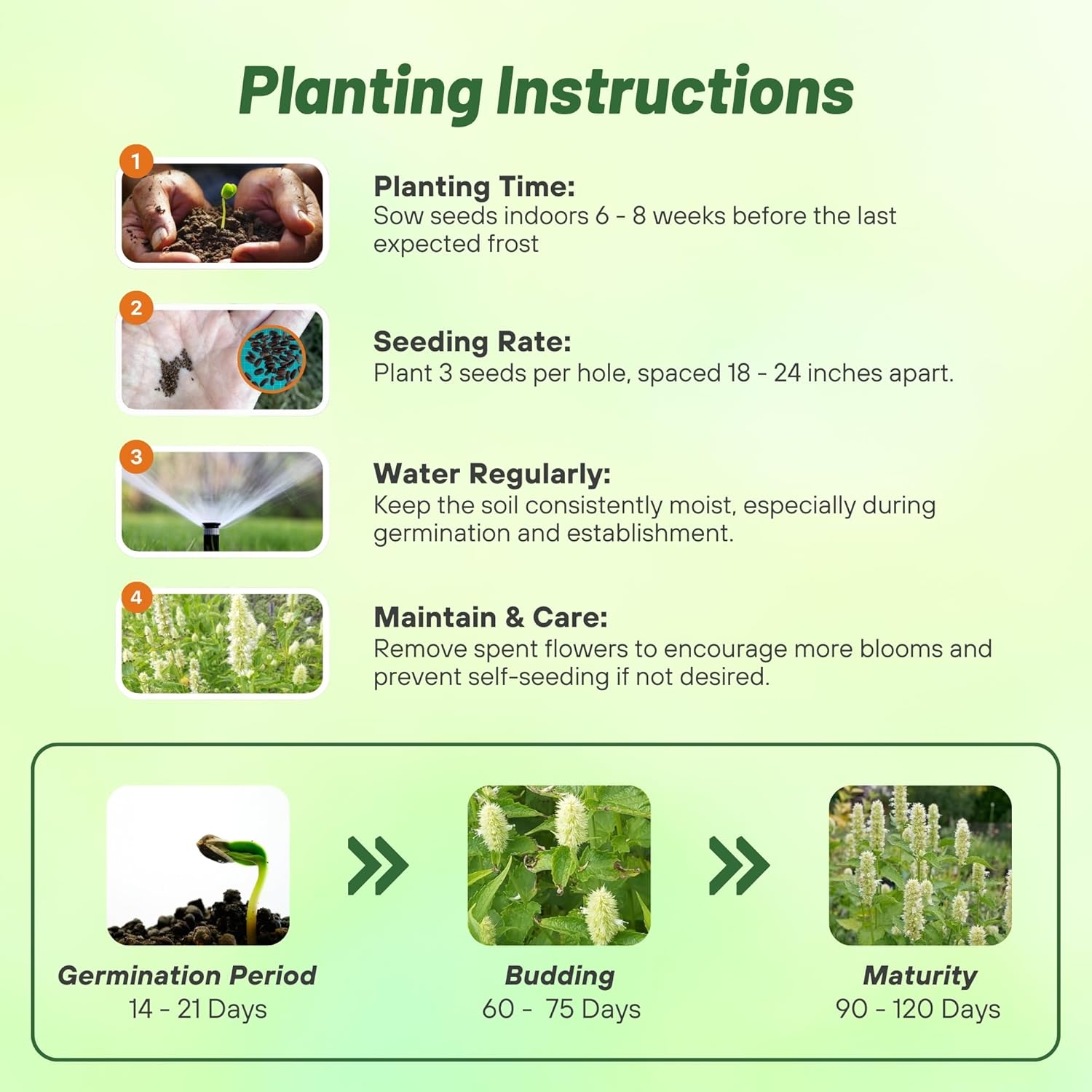 Agastache White Planting Directions
