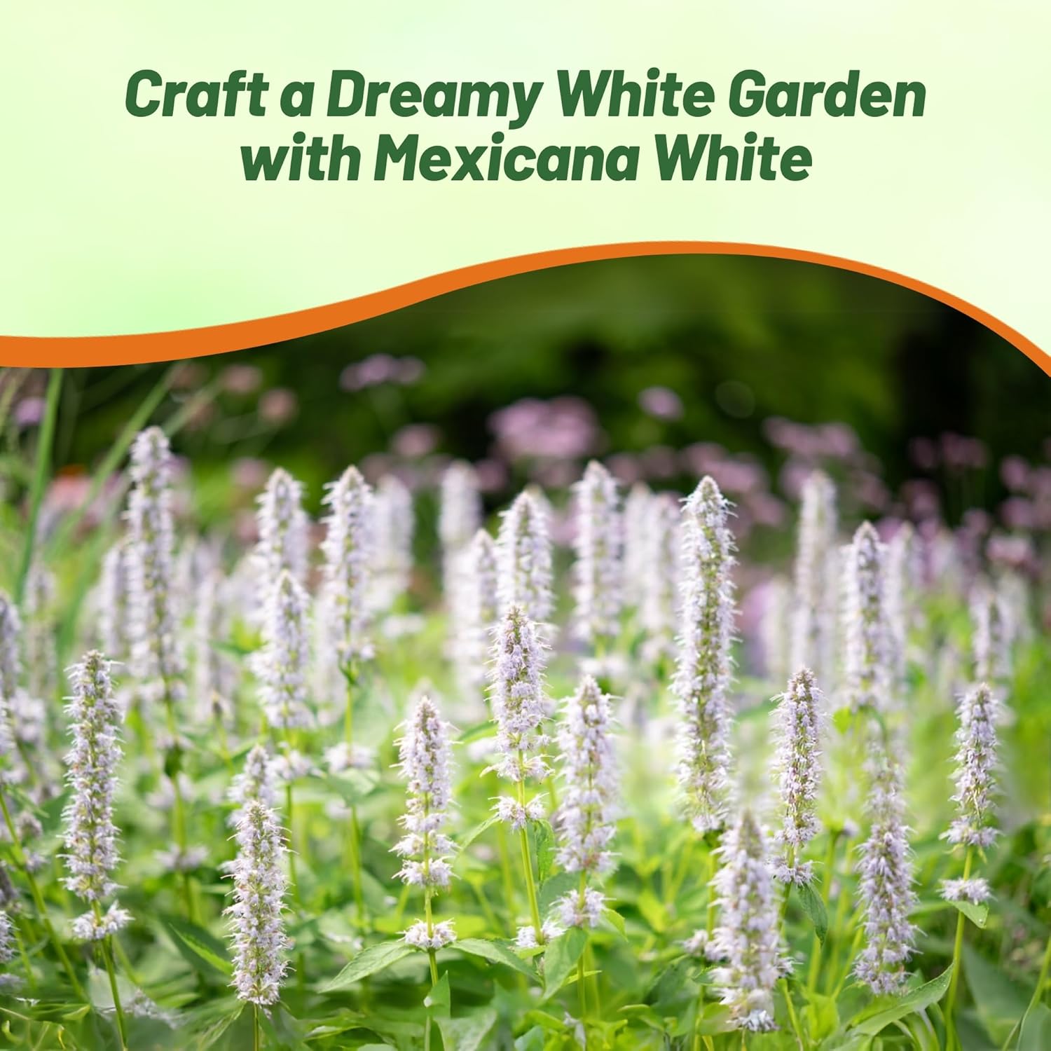 Agastache White Giant Hyssop Pollinating Flowers