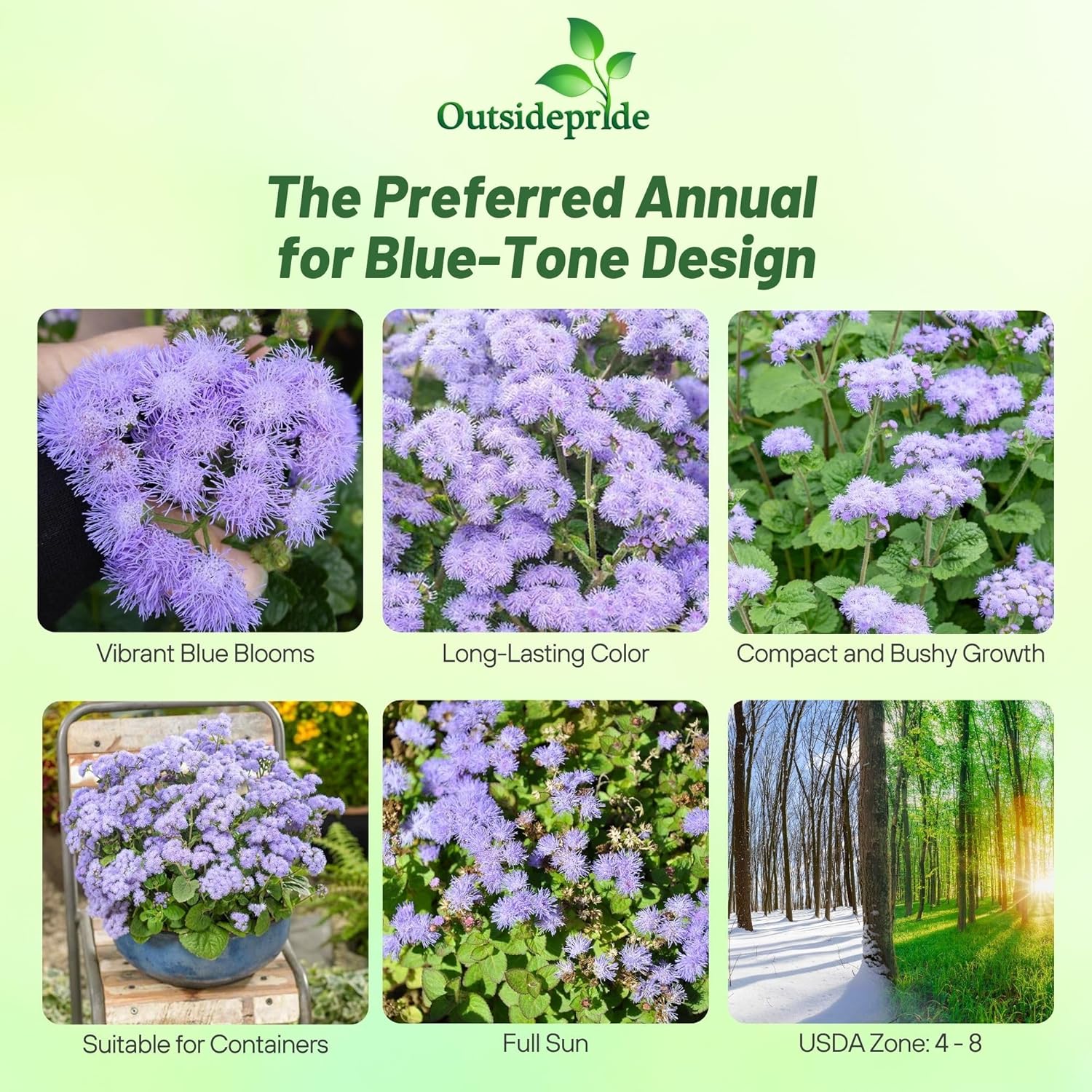 Ageratum Floss Flower Blue Edging Border