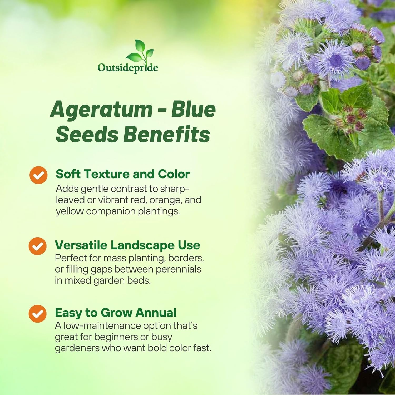 Ageratum Blue Flower Garden