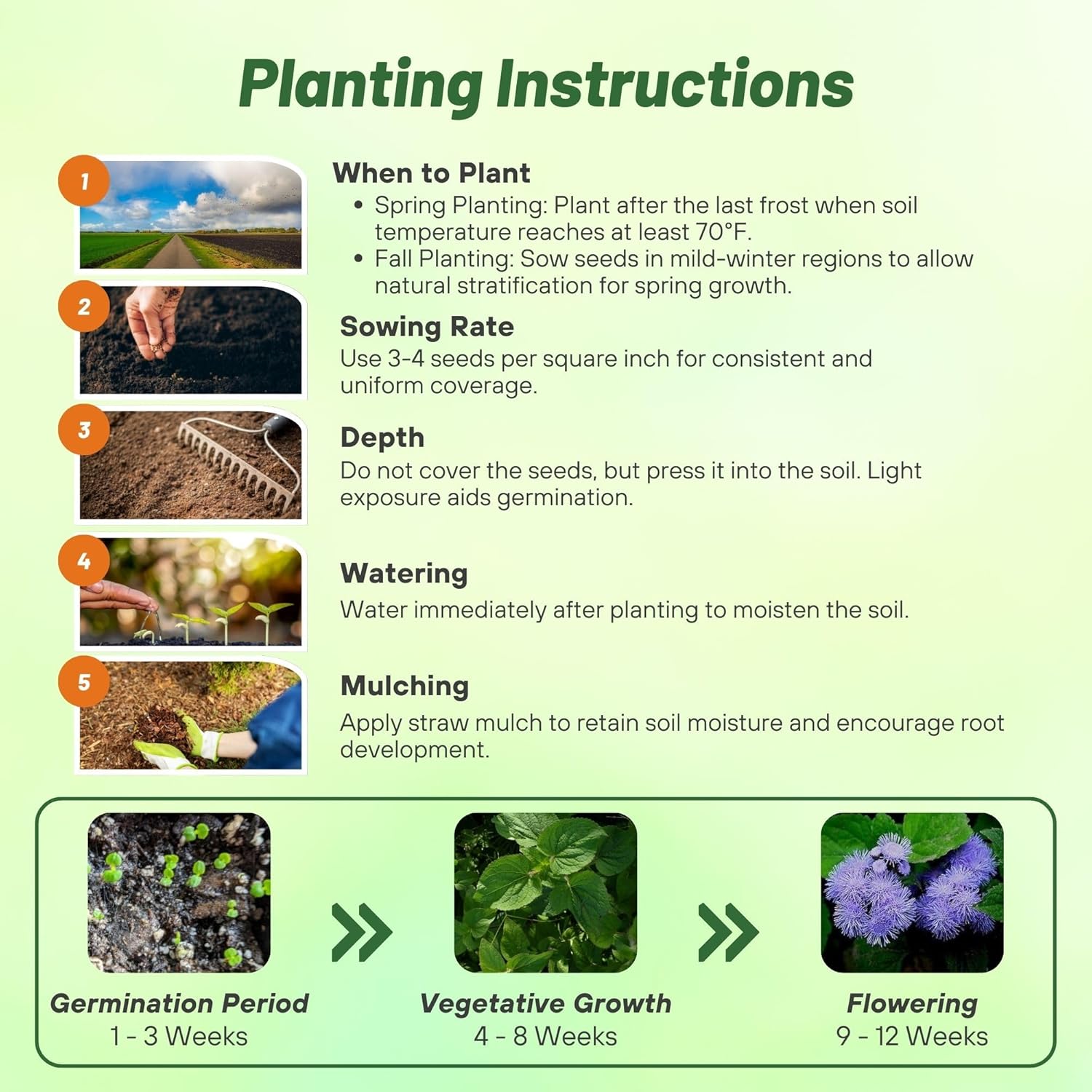 Ageratum Blue Planting Directions