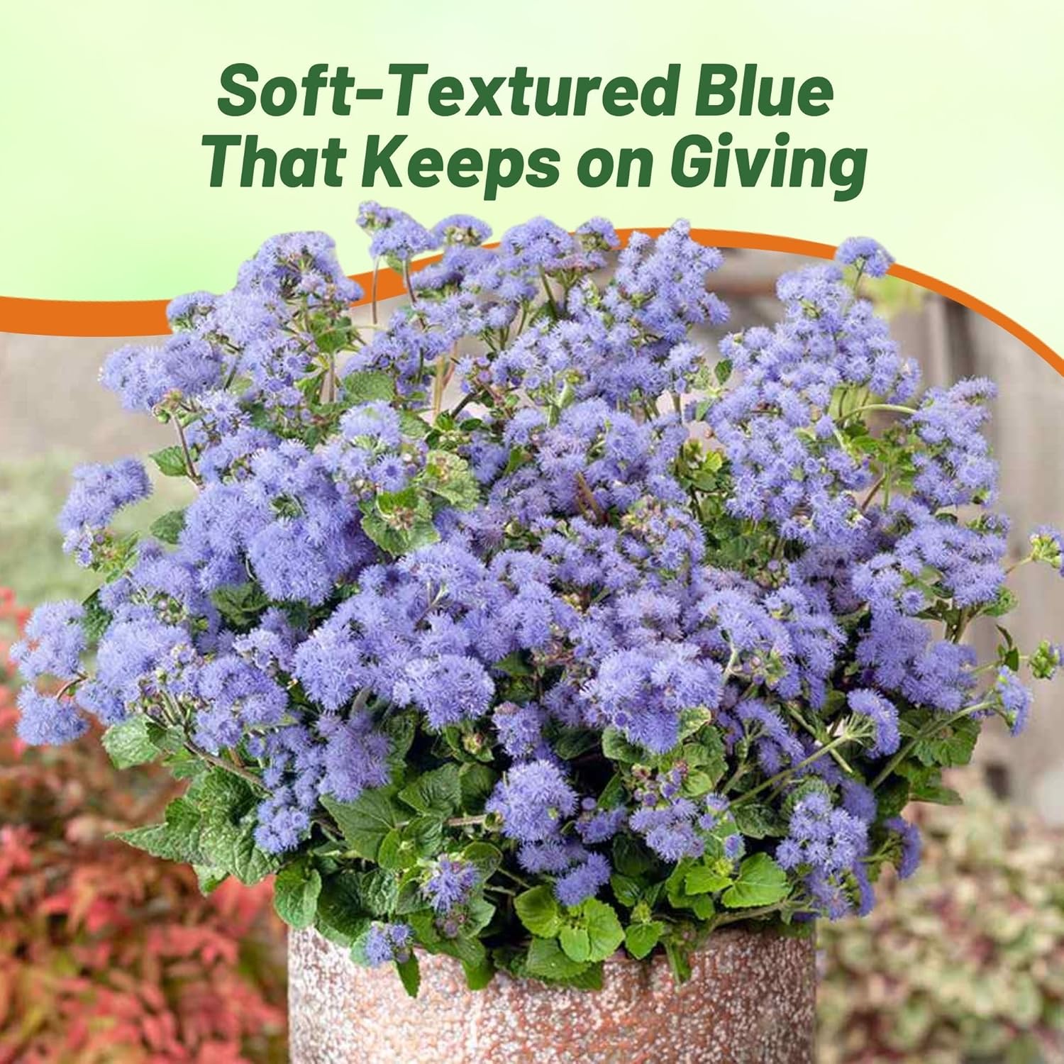 Ageratum Blue Container Plants