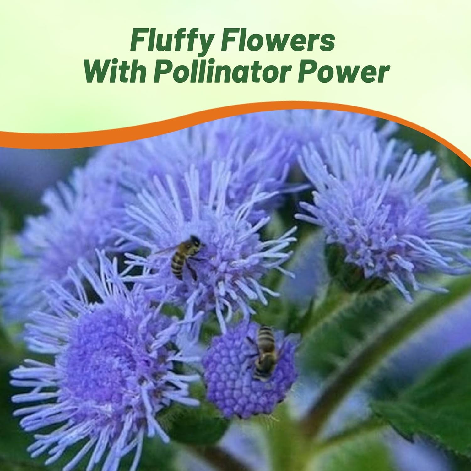 Ageratum Blue Pollinating Flowers For Bees and Butterflies