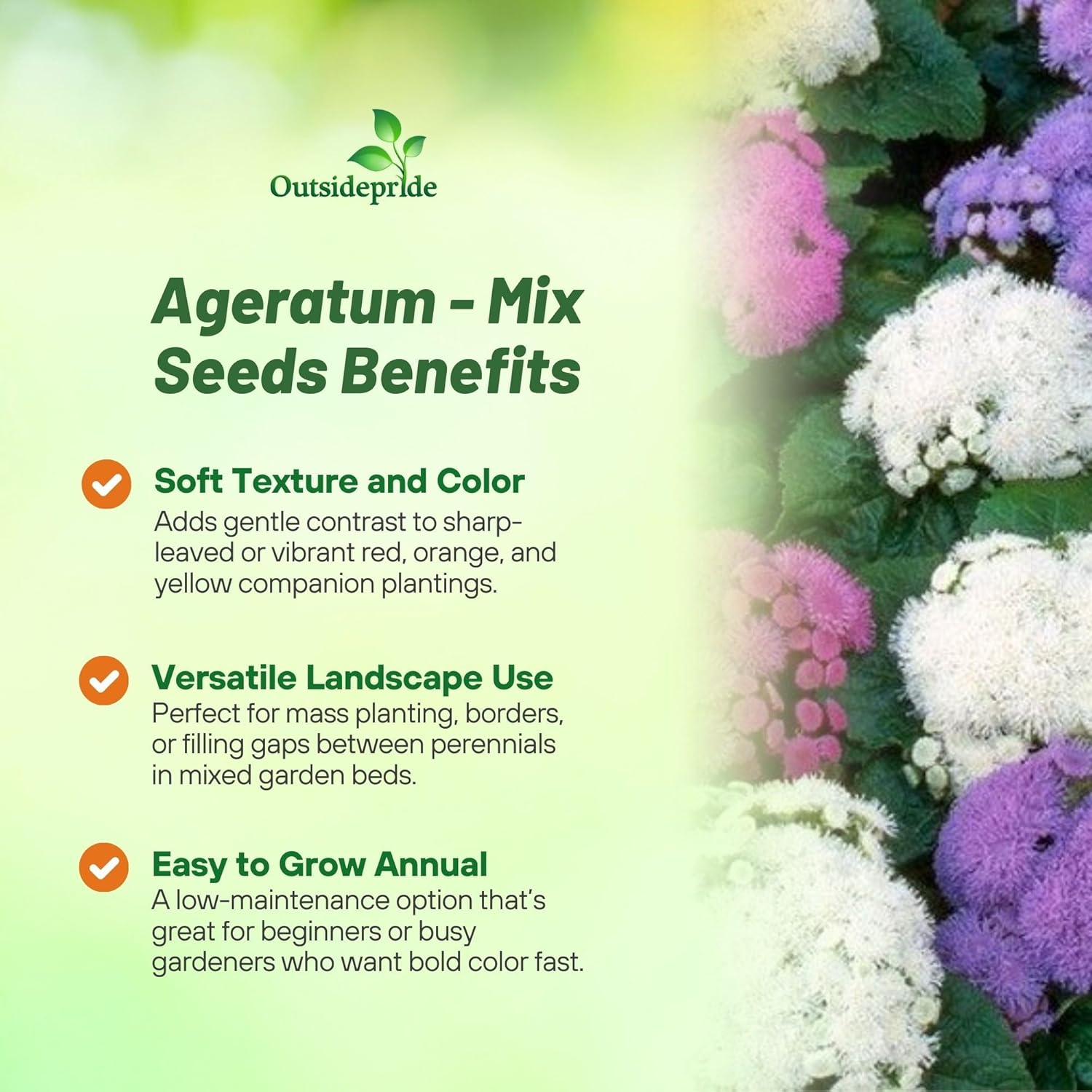 Ageratum Mix Flower Garden
