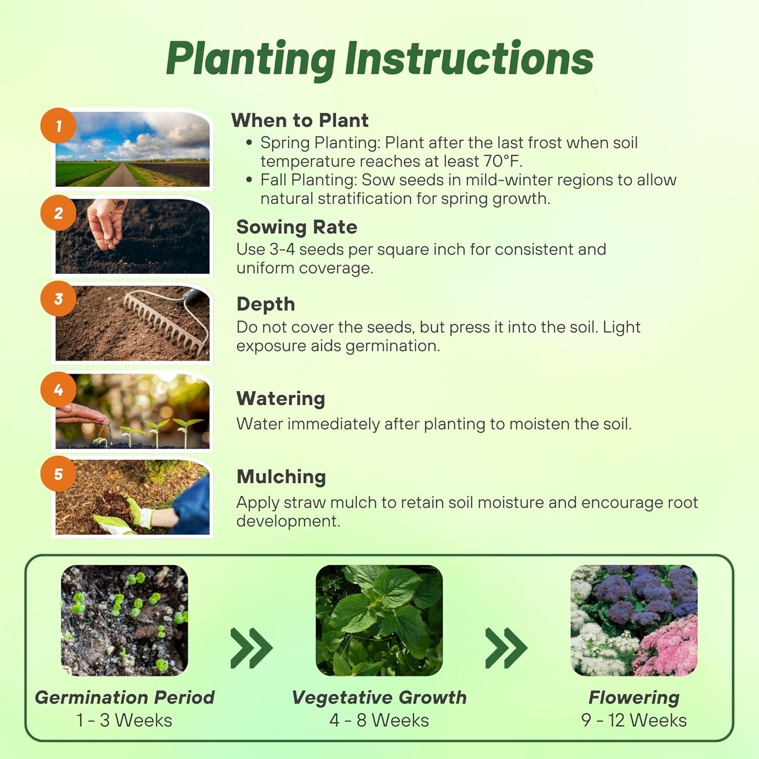 Ageratum Mix Planting Directions