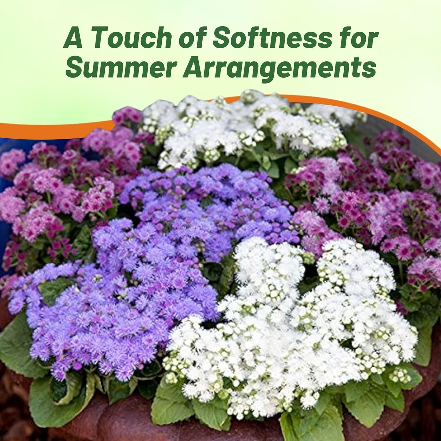 Ageratum Mix Container Plants
