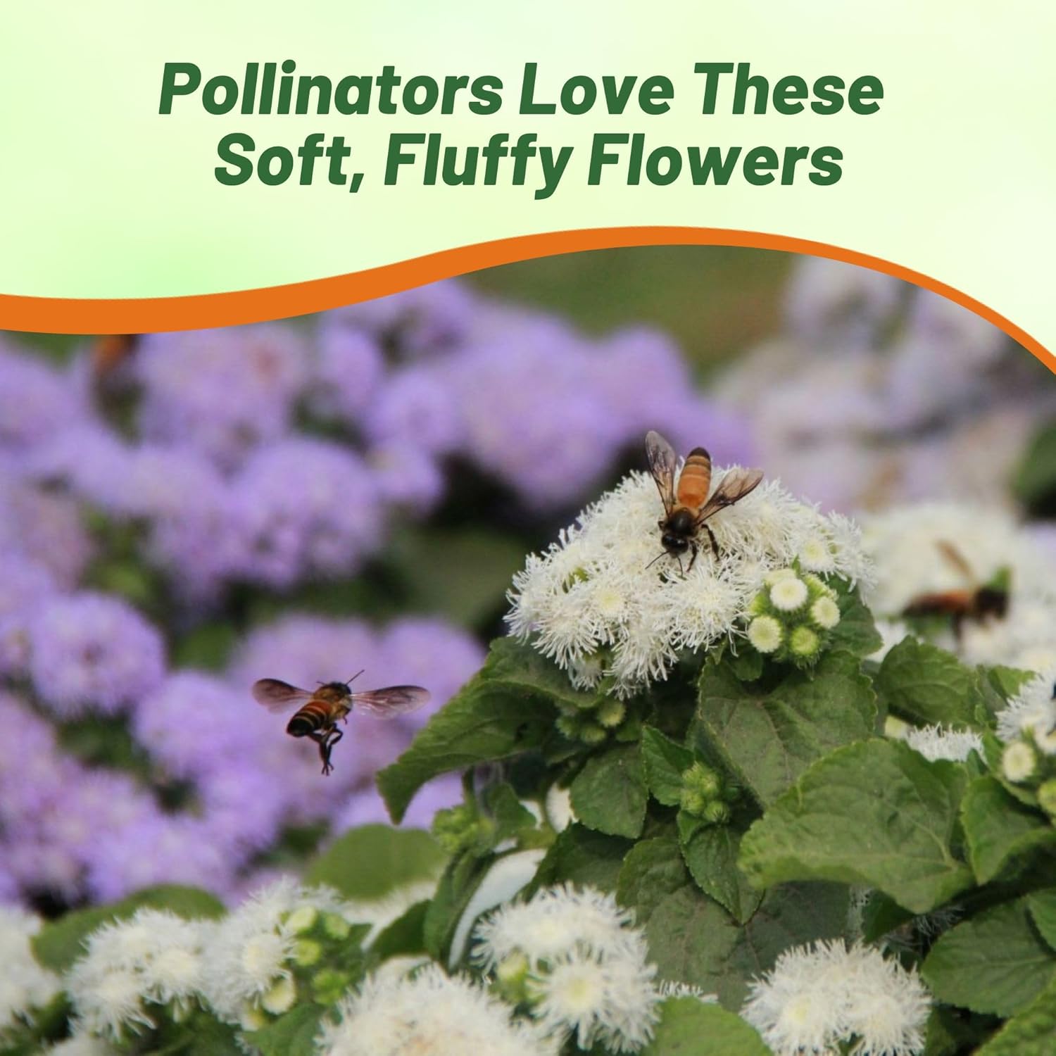 Ageratum Mix Pollinating Flowers For Bees and Butterflies
