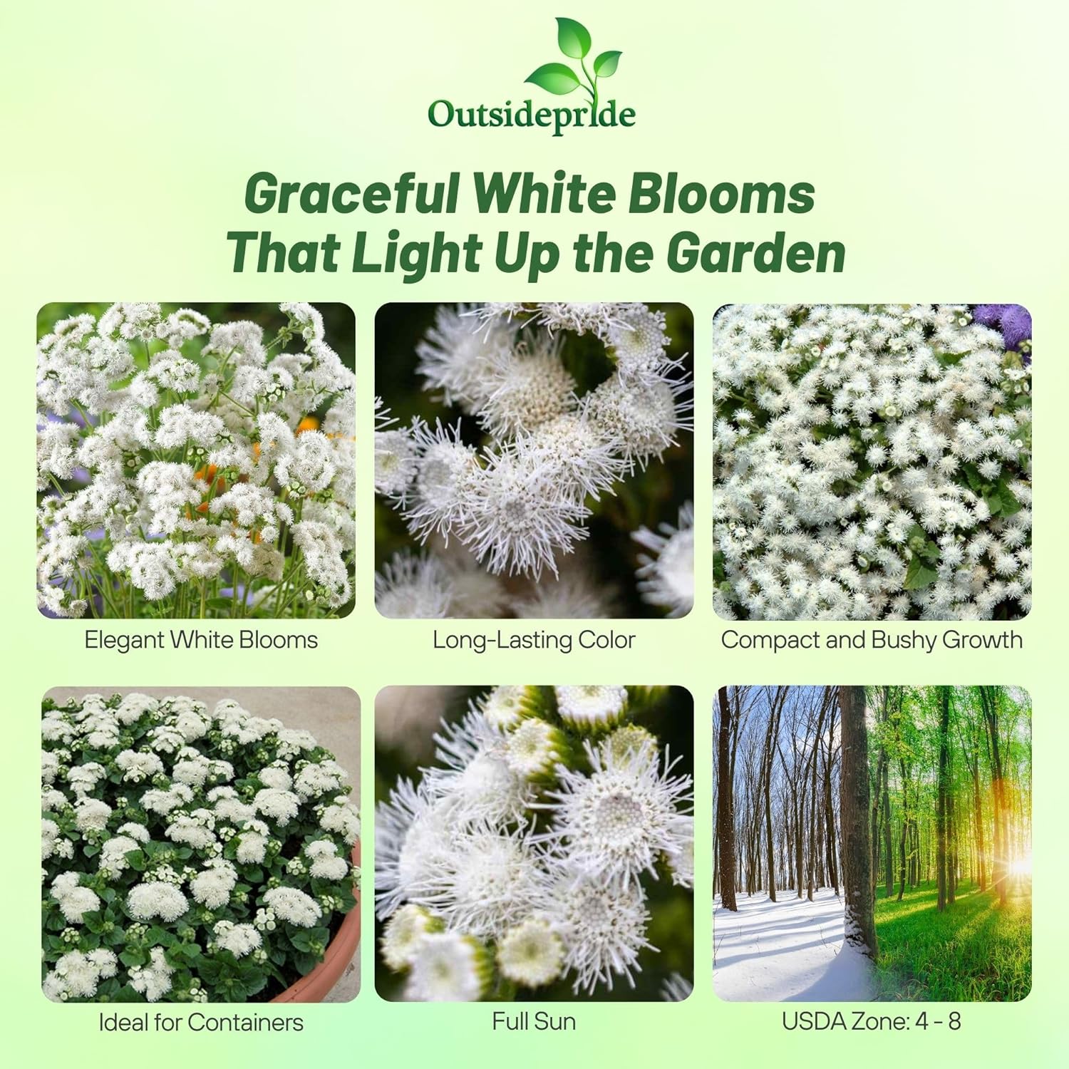 Ageratum White Floss Flower Edging Border