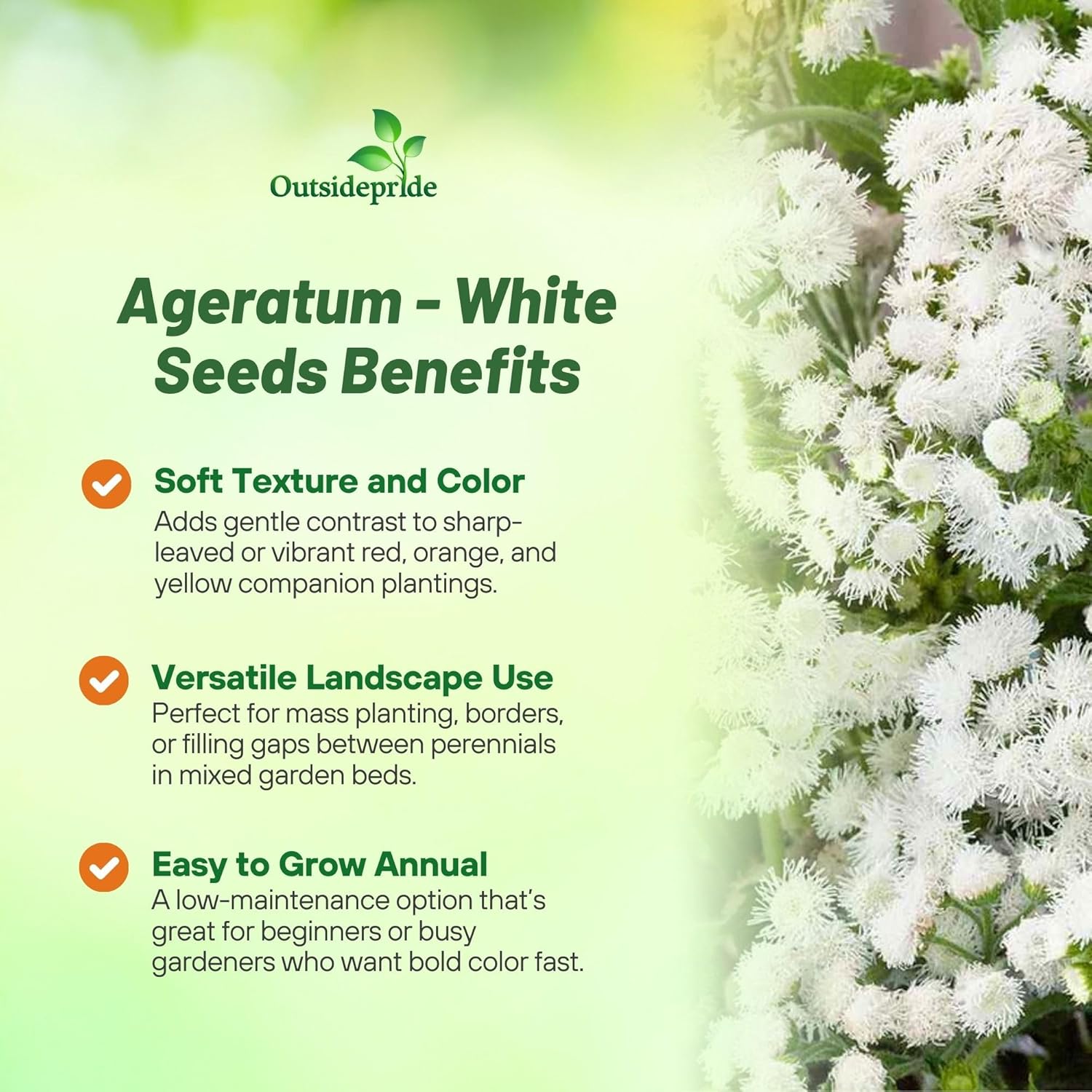Ageratum White Flower Garden