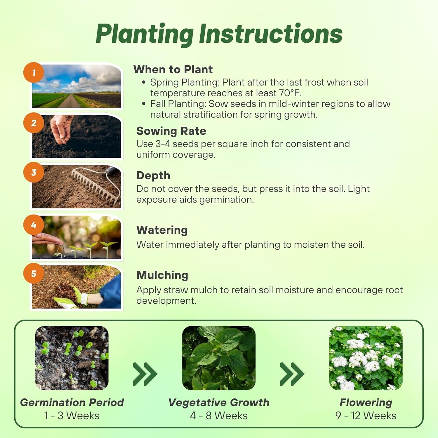 Ageratum White Planting Directions