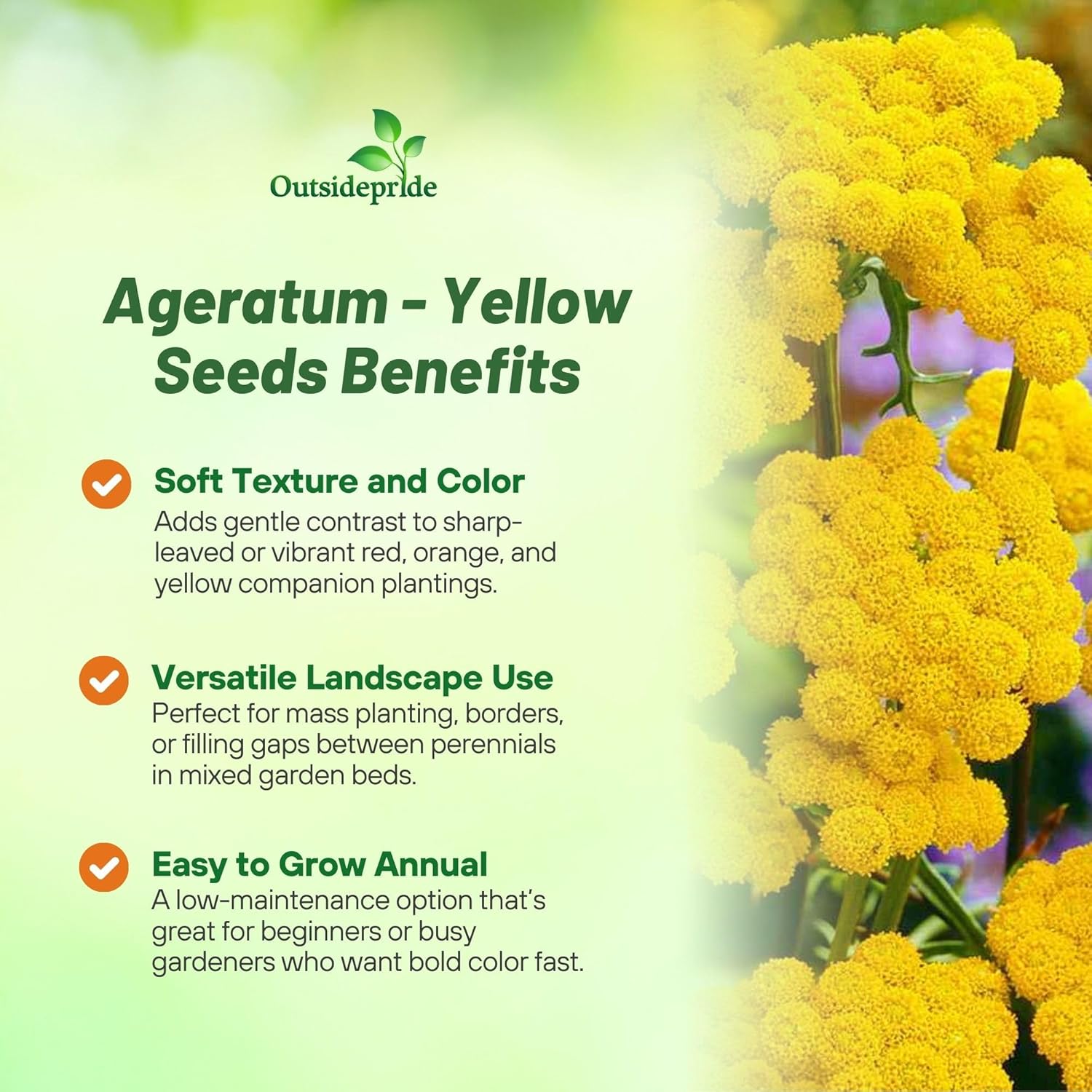 Ageratum Yellow Bushy Annual