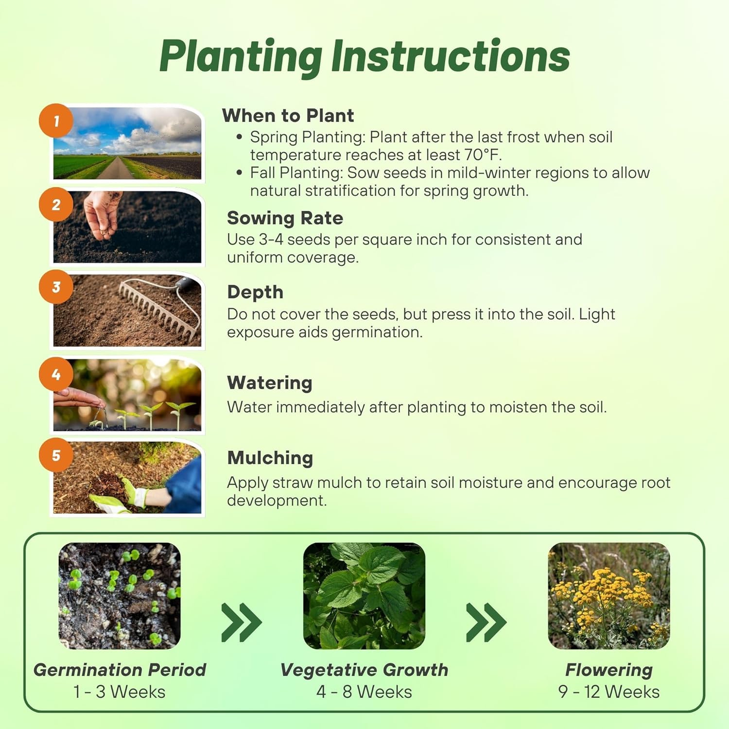 Ageratum Yellow Planting Directions
