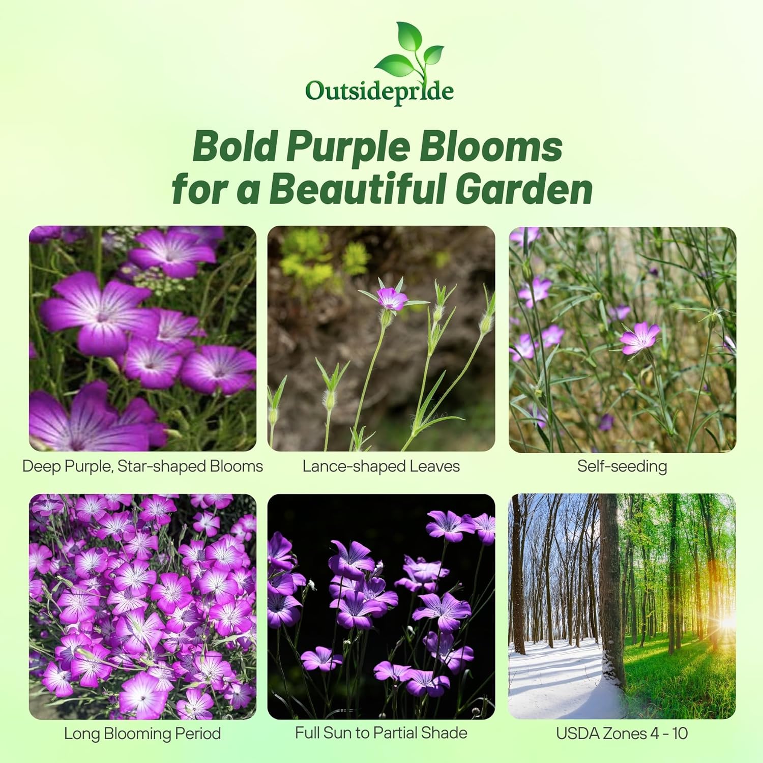 Annual Agrostemma Purple Flowers