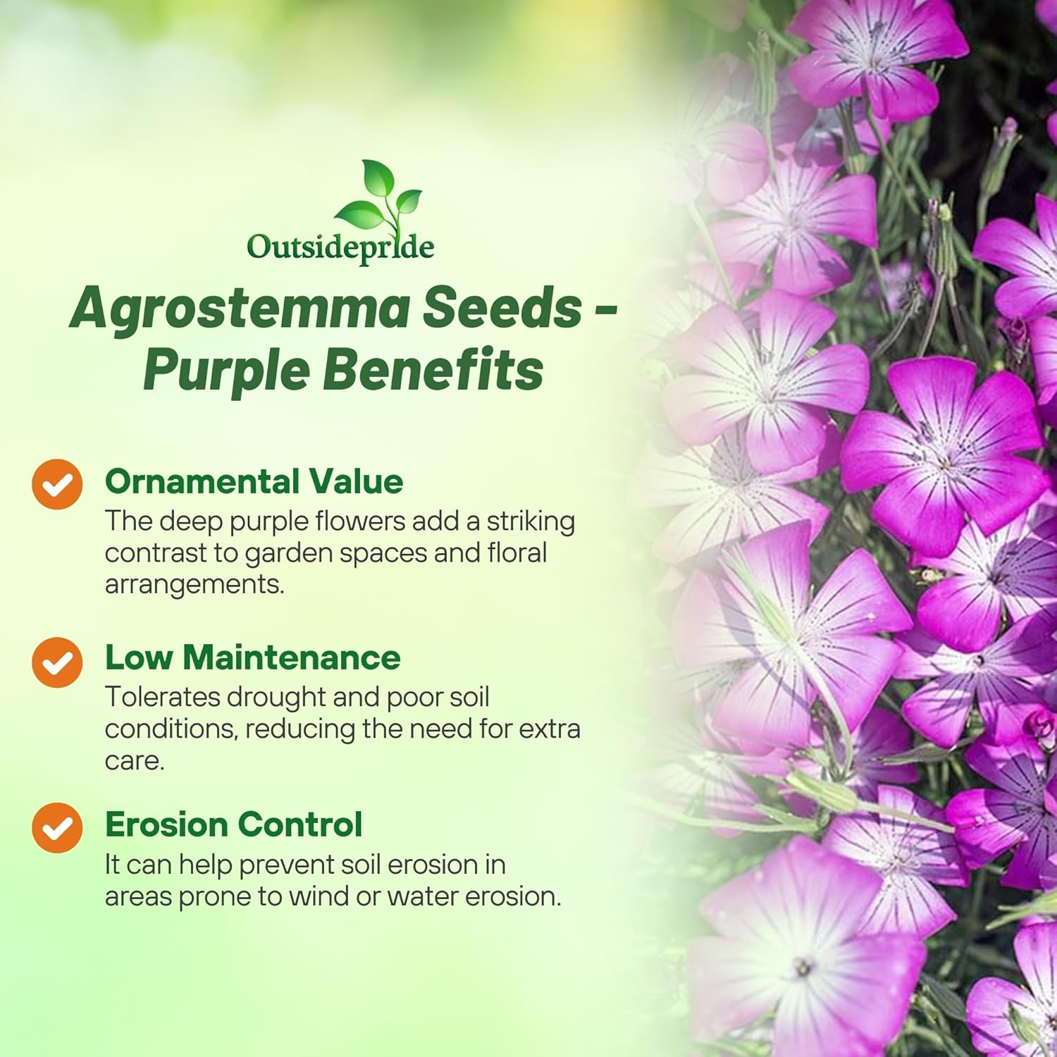 Agrostemma Purple Flower Garden
